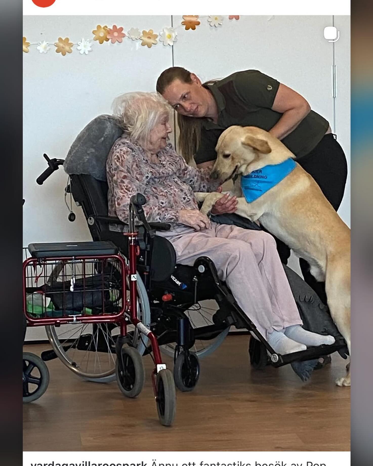 Idag var en sådan dag. En sådan där speciell dag. En dag där min hund och jag verkligen gjorde skillnad. Känner en så otroligt tacksamhet över vad mina hundar gör för mig och för andra. Snacka om att jag lever min dröm. #teamolsen #teamolsenforthewin #dengodadagen #levadrömmeb #ödmjukhet @vardagavillaroospark