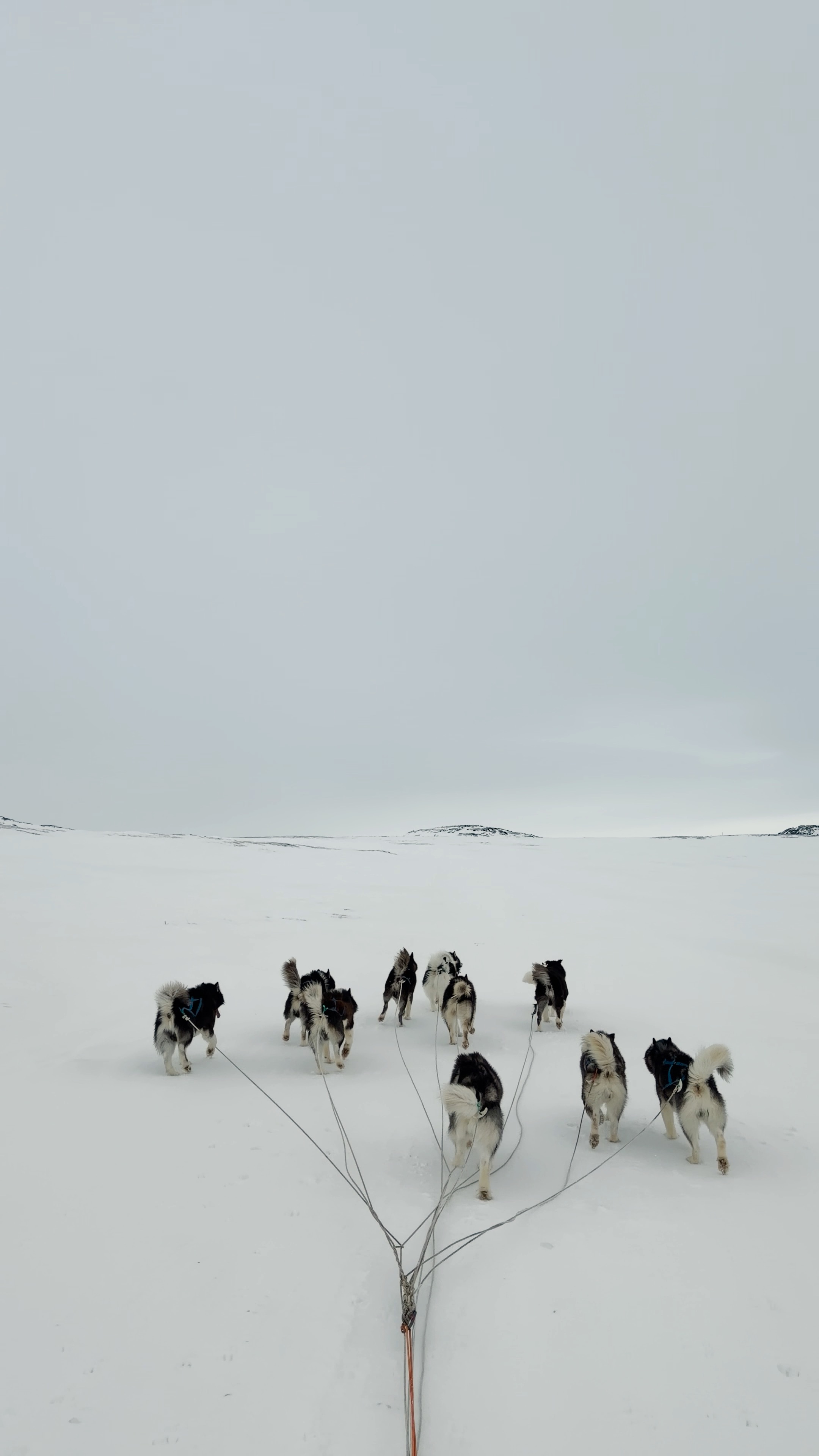 What a trip to Iqaluit. From snowmobiling across the frozen ocean to the quiet rhythm of dog sledding, every moment filled my heart.
There’s something about the Arctic that is hard to explain. It captured my soul almost 20 years ago and that pull is still there. The vastness, the people, the light, the feeling of being completely alive in the north.
Thank you @jenstewartott for wanting to experience the Arctic with me! What an adventure. What a place. What fun we had together.
With @inukpak.outfitting
#nikonpro #nikon #arctic #Iqaluit #adventure