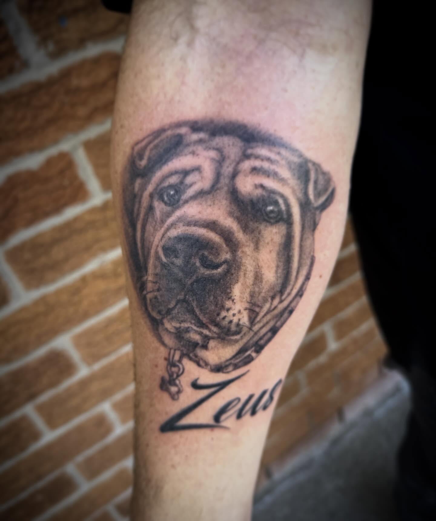 Portrait of Zeus the Shar Pei. RIP
Thanks Joe. By @jeffcooktattoos
#petportrait #memorialtattoo #family #gooddog #courticetattoos