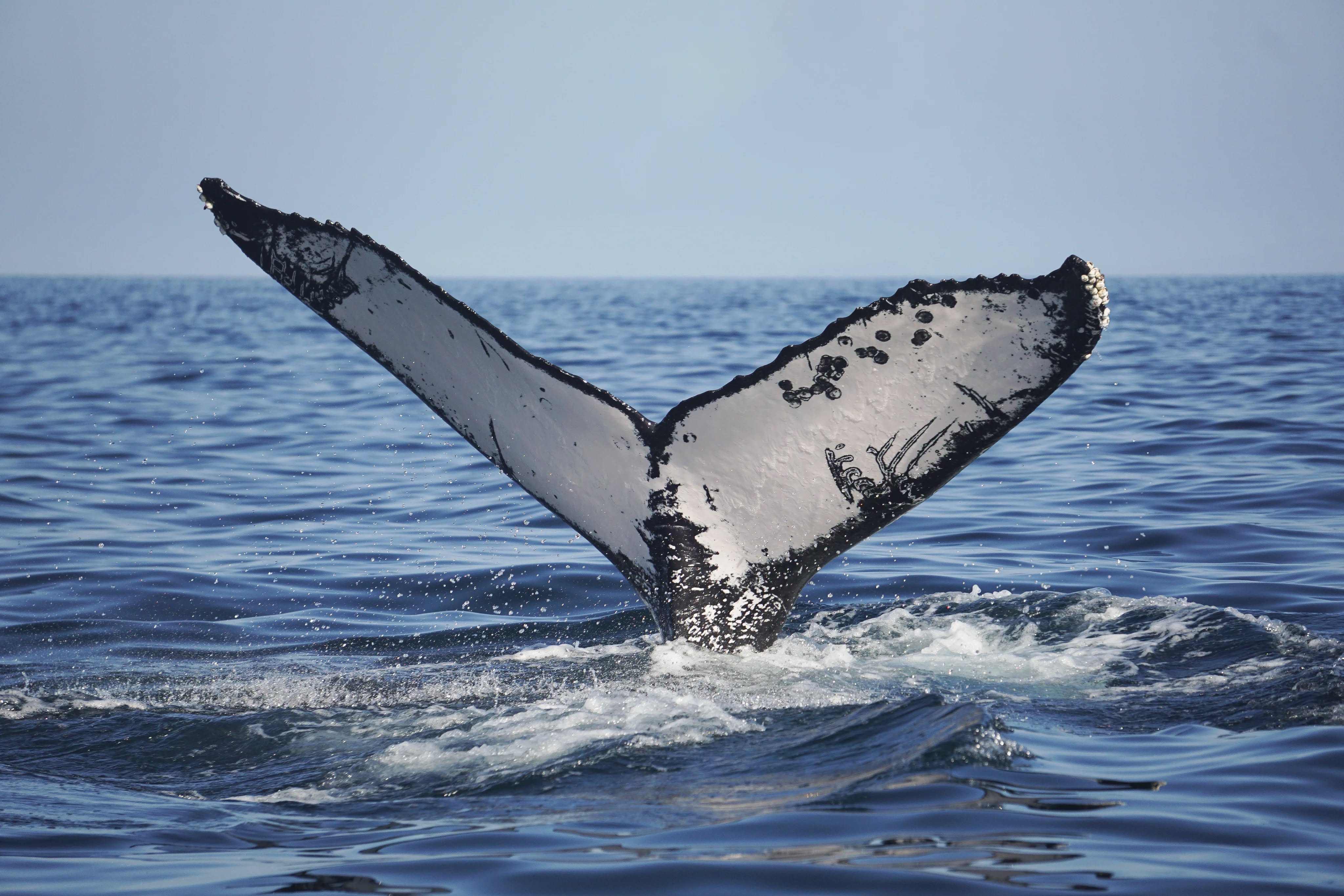 Disfrutando como niñas de lo que nos regala el mar. Una mañana llena de ballenas jorobadas curiosas que se han dejado ver.
¿Sabías que cada cola es única, como una huella?
De hecho, se utilizan para identificarlas y hacer seguimiento de cada animal.
Son migratorias y recorren miles de kilómetros cada año. Y cuando están aquí el mar se llena de movimiento.
Verlas en libertad, rodeadas de amigos lo ha hecho todavía más especial @whaletales.diego @alept @lienkeijers @nakama.thetravelmakers @bluemikel
Pero igual que con todos los avisatamientos, lo importante es cómo se hace: mantener distancia, no invadir, observar sin alterar.
Porque verlas así, en libertad, es lo que realmente lo hace especial 🤍
#ballenas #humpbackwhale #bajacaliforniasur #mexico #viajegrupal