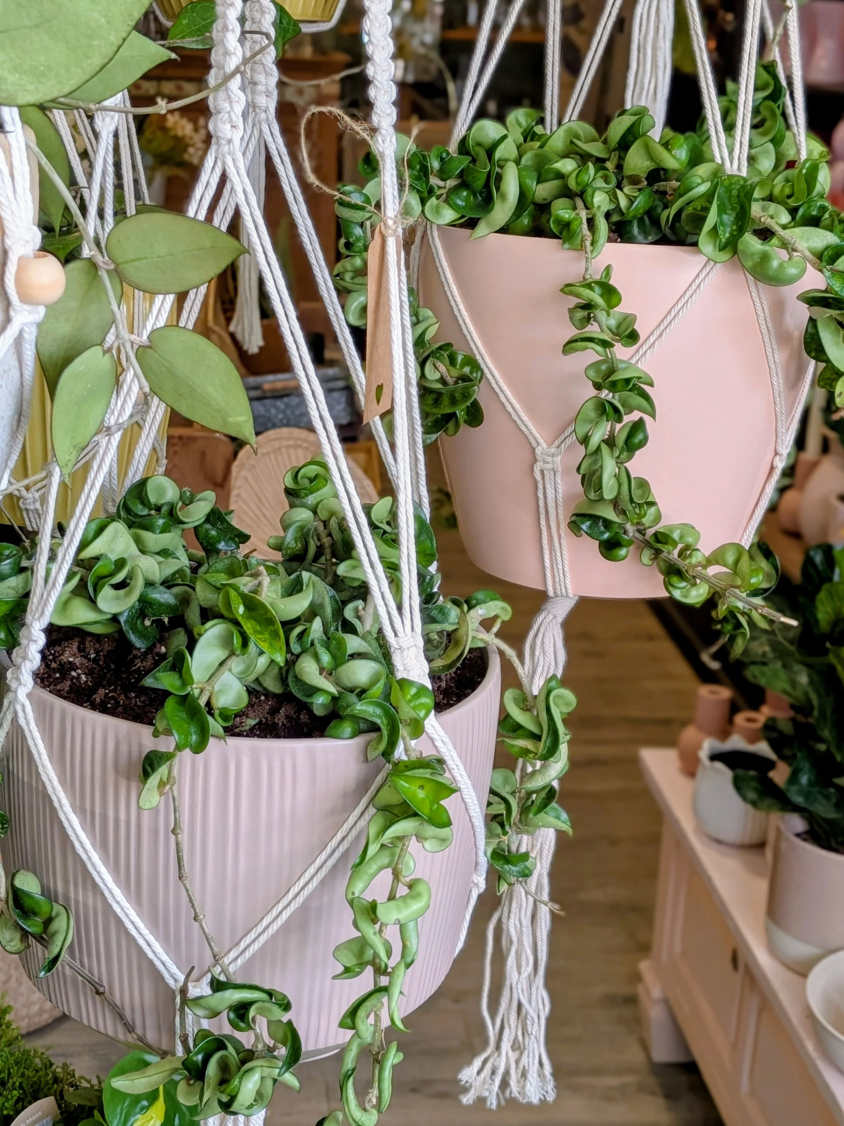 So many beautiful options in store for Mother’s Day! 🌿🌸
Whether your mom is a plant lover, flower lover, or just deserves something thoughtful and beautiful, we have you covered.
We are especially obsessed with our stunning Hoya Parasitica Black Margin and some of the largest Hoya Crinkle Curl plants we’ve ever had in the shop, true statement pieces!
Also filling the shop right now:
• beautiful orchids
• lush terrariums
• whimsical air plants
• tropical bromeliads
• hanging orchid cactus
…and so many more unique finds.