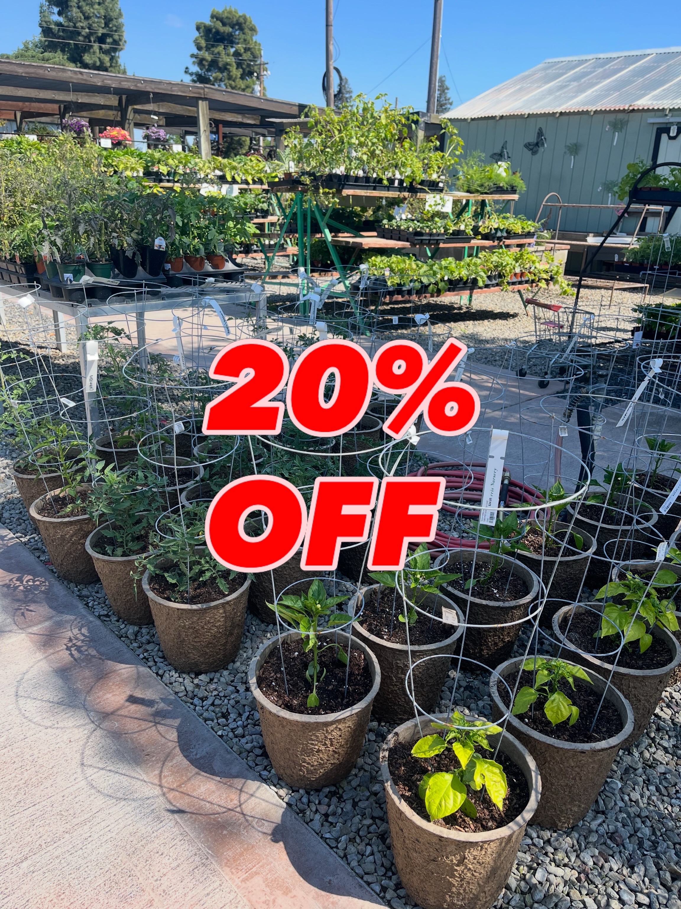 🌶️🫑VEGGIE SALE🍅
Save 20% OFF on all veggies.
It’s still a great time to get that veggie garden started for summer. Come on down to Morris Nursery. You’ll find the largest selection & varieties included in our inventory. Questions? Ask the crew in blue!