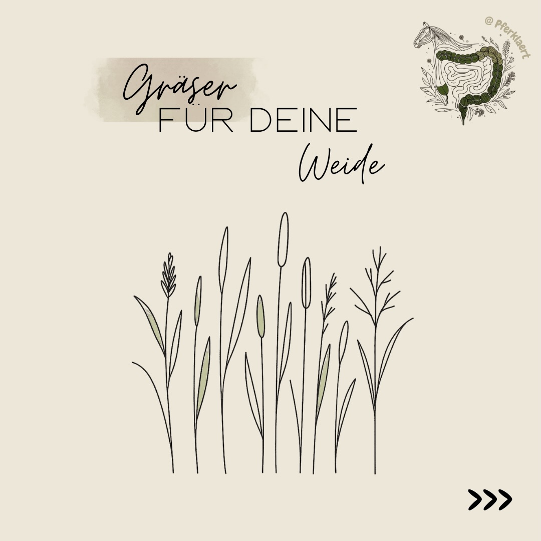 Weide ist nicht gleich Weide.
Oft sprechen wir einfach nur von „Gras“, dabei bestehen Pferdeweiden bestenfalls aus vielen verschiedenen Gräsern – mit ganz unterschiedlichen Eigenschaften. Manche sind strukturreicher, manche energiereicher, manche robuster oder empfindlicher gegenüber Trockenheit und Nutzung.
In den Bildern findest du Steckbriefe zu vier verschiedenen Grassorten, die auf deiner Weide wachsen können oder die du neu aussähen kannst 🌱
Am Ende entscheidet aber nie nur eine Grassorte darüber, wie geeignet eine Weide ist.
Mindestens genauso wichtig sind unter anderem:
☀️ Jahreszeit
🌧️ Wetter & Wachstum
🐴 Besatzdichte
✂️ Weidemanagement
🌱 Pflanzenvielfalt
⏳ Fresszeiten & Nutzung
(Werbung)
📖 In meinem Weide-Skript geht es genau darum:
• sicheres Anweiden
• Grashöhen & Wachstum
• Fruktan & Stresssituationen
• Unterschiede zwischen Grasarten
• Weidemanagement
• Risikofaktoren für stoffwechselempfindliche Pferde
und vieles mehr 🌿
Du erfährst du auf knapp 100 Seiten mit zahlreichen Studien alles über:
👉🏻 Gesetzliche Vorgaben der Weidegröße und
Aufbau
👉🏻 Bewertung der eigenen Weidequalität mit
verschiedenen Methoden
👉🏻 Nährstoffe aus dem Gras
👉🏻 Richtiges An- & Abweiden
👉🏻 Fütterung und Ergänzung auf der Weide
Hol dir jetzt das Weideskript und starte gut informiert in die Saison! Den Link findest du in meiner Bio 📲
Weißt du welche Gräser und Kräuter bei dir auf der Weide wachsen? Schreib es in die Kommentare ⬇️💬