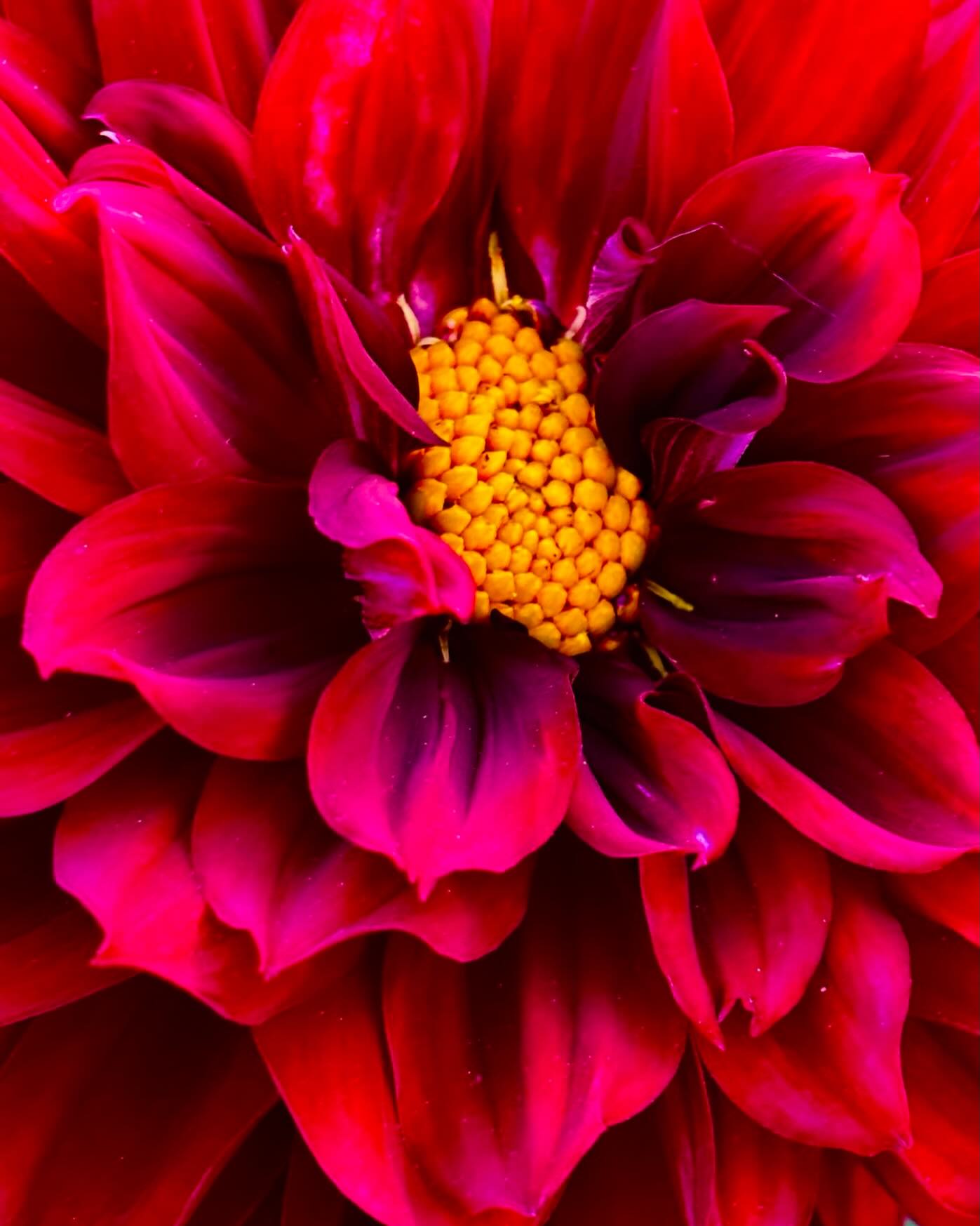 Dahlia