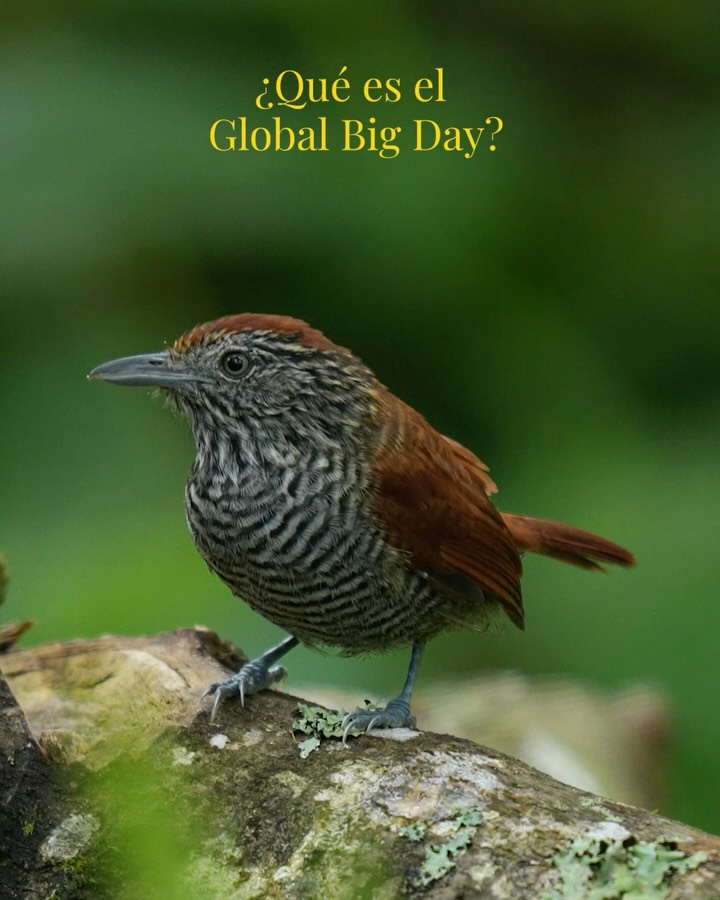 🌍🐦 ¡Celebremos el Global Big Day este 9 de mayo! 🎉📊
En Paraíso Verde, estamos emocionados de ser parte del Global Big Day, un evento que resalta la increíble diversidad de aves. En los últimos años, Colombia ha registrado más de 1,700 especies en 2022 y más de 1,600 en 2021, consolidando nuestro país como un paraíso para los observadores de aves. 🦜💚
Con la plataforma eBird, puedes registrar y compartir tus avistamientos, ayudando en la conservación de estas maravillosas criaturas.
Te invitamos a explorar nuestros senderos, observar las aves y compartir tus avistamientos. ¡Hagamos de este Global Big Day una experiencia inolvidable! 🌿✨
🌍🐦 Let’s Celebrate Global Big Day this May 9th! 🎉📊
At Paraíso Verde, we are excited to be part of Global Big Day, an event that highlights the incredible diversity of birds. In recent years, Colombia has recorded over 1,700 species in 2022 and more than 1,600 in 2021, establishing our country as a paradise for birdwatchers. 🦜💚
With the eBird platform, you can record and share your sightings, helping to conserve these wonderful creatures.
We invite you to explore our trails, observe the birds, and share your sightings. Let’s make this Global Big Day an unforgettable experience! 🌿✨
#GlobalBigDay #eBird #Birdwatching #ParaísoVerde #Biodiversity