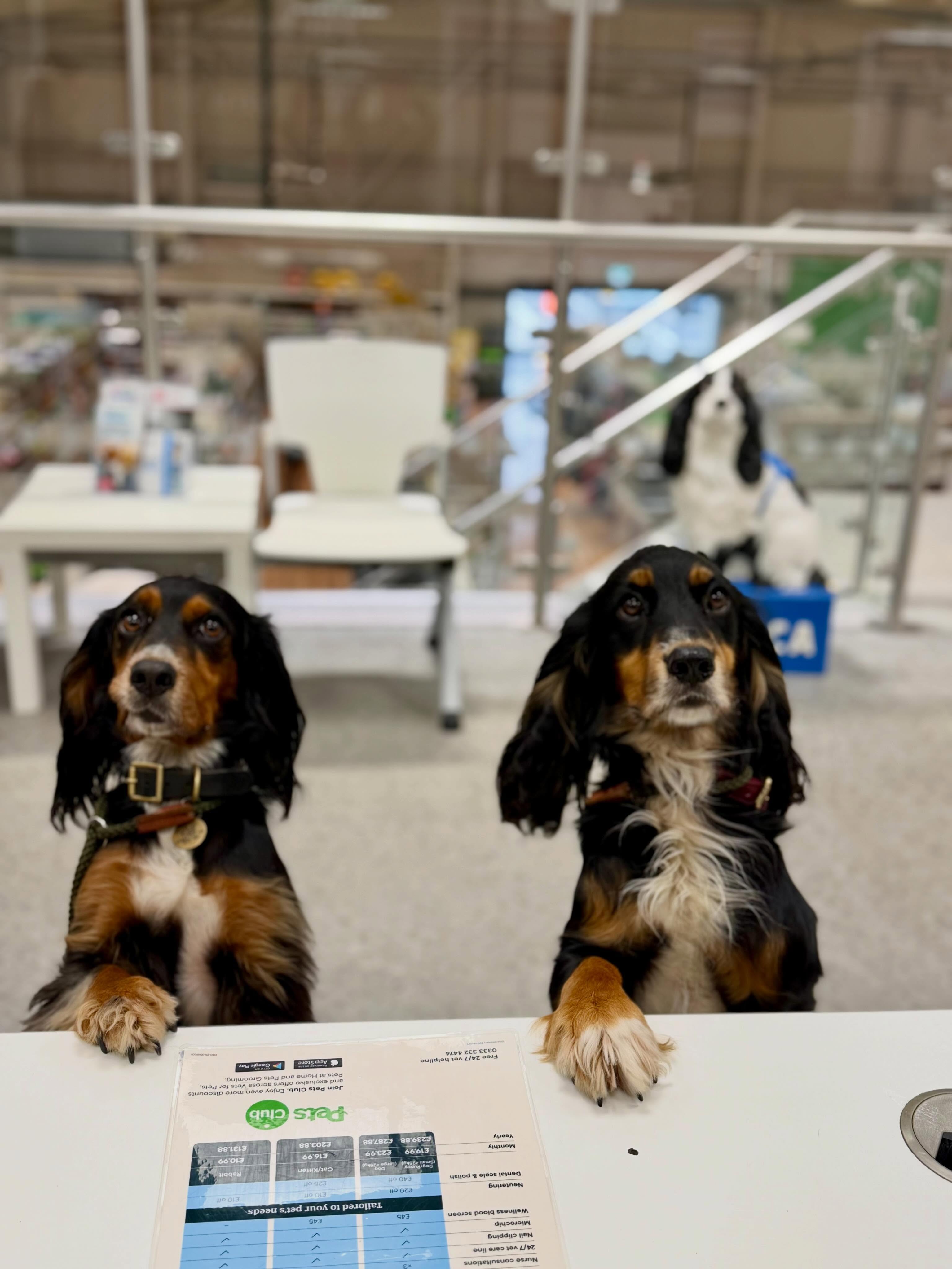 Cassie & Jester just **LOVE** a trip to our local @vets4petsuk in Farnham! Just a vaccination booster today, but for them it’s a trip to see their vet buddies (and maybe enjoy a treat)! #spanieltraining #socialisation #farnhamdogs