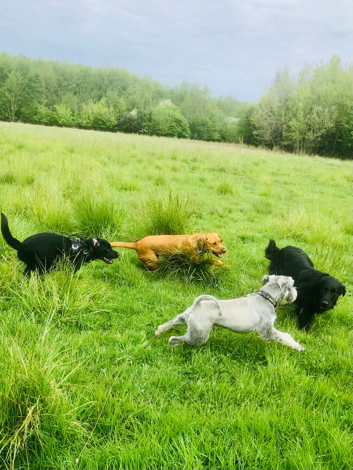 🤪
If your dog would like to have a walk with us then contact us at www.ardendogwalking.co.uk and check out our half-day experience.
#ullenhall #tanworthinarden #hockleyheath #henleyinarden #dog