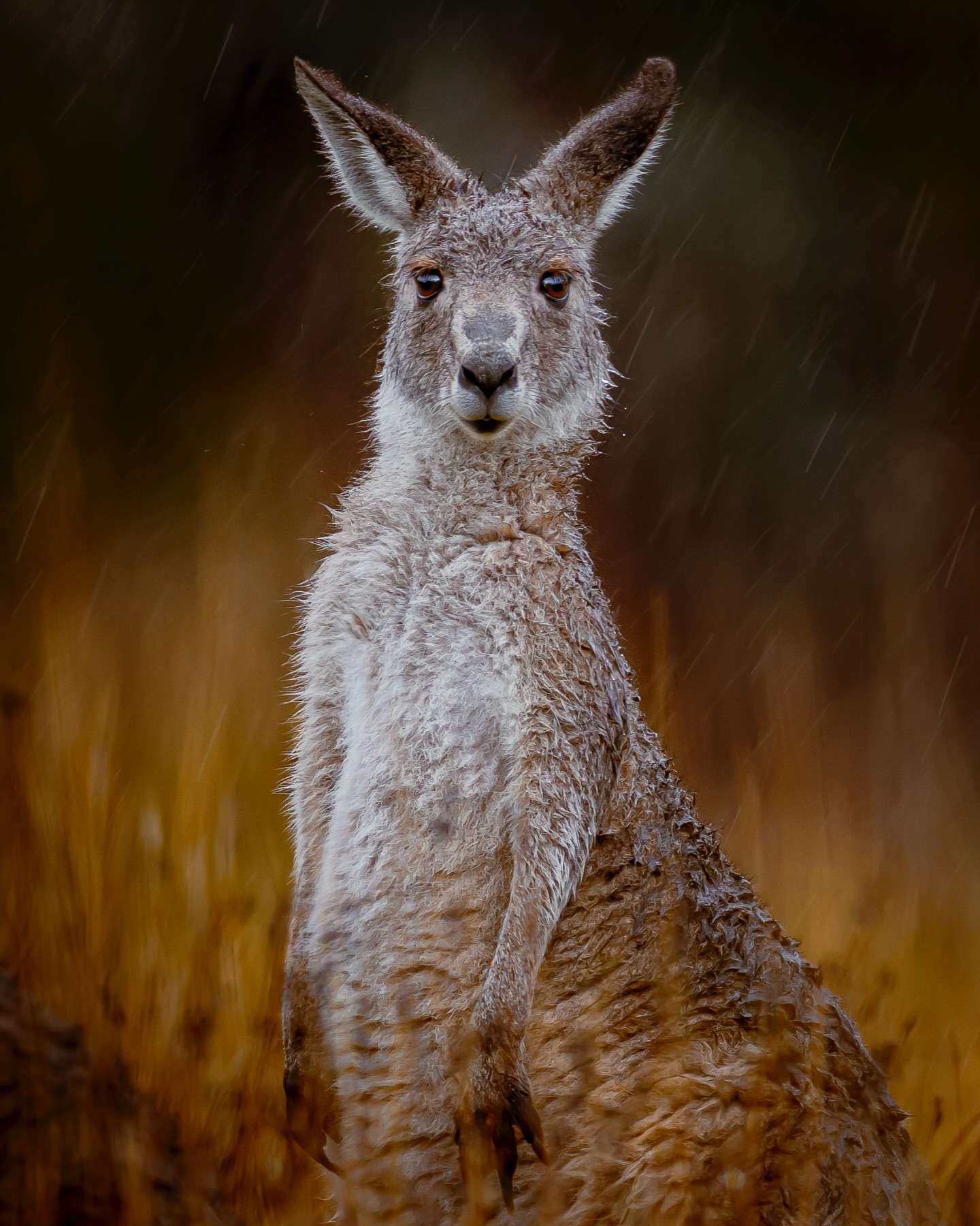 A nice cold wet day with the Eastern Grey.
#otexshots #australia #ausgeo #wildlife #canonaustralia @otexaustralia
Canon R5II
“Lucille” aka Canon RF 400mm f/2.8L IS USM
1.4TC ISO400, 560mm, F4, 1/125s, handheld.