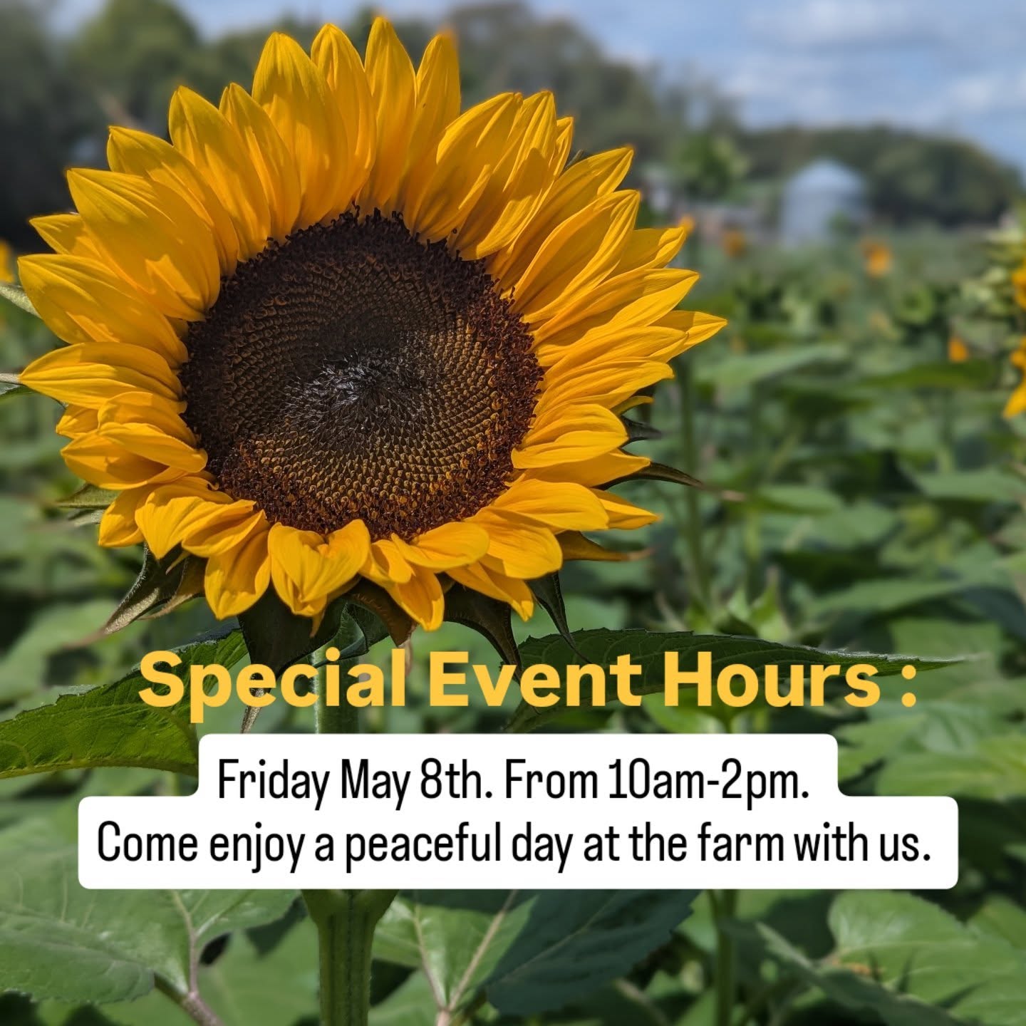 Just a friendly reminder we are open with special Sunflower event Friday May 8th. From 10am-2pm. Come enjoy a peaceful day at the farm with us.
#upick #sweetfieldsfarm #freshflowers #thingstodo #MothersDay