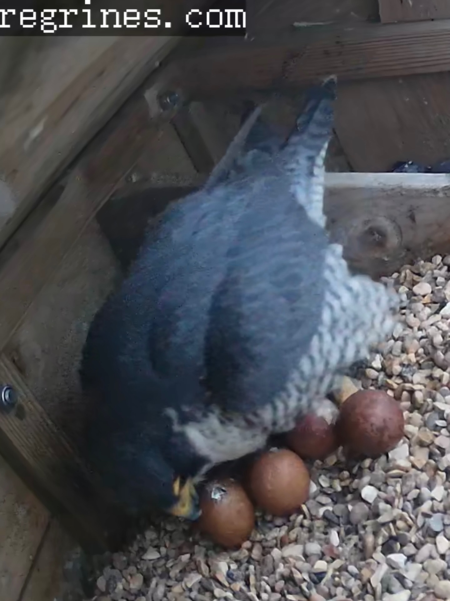 Hatching is underway at Lister Mills! Watch live on our webcam - see the link in bio #peregrine #bradford