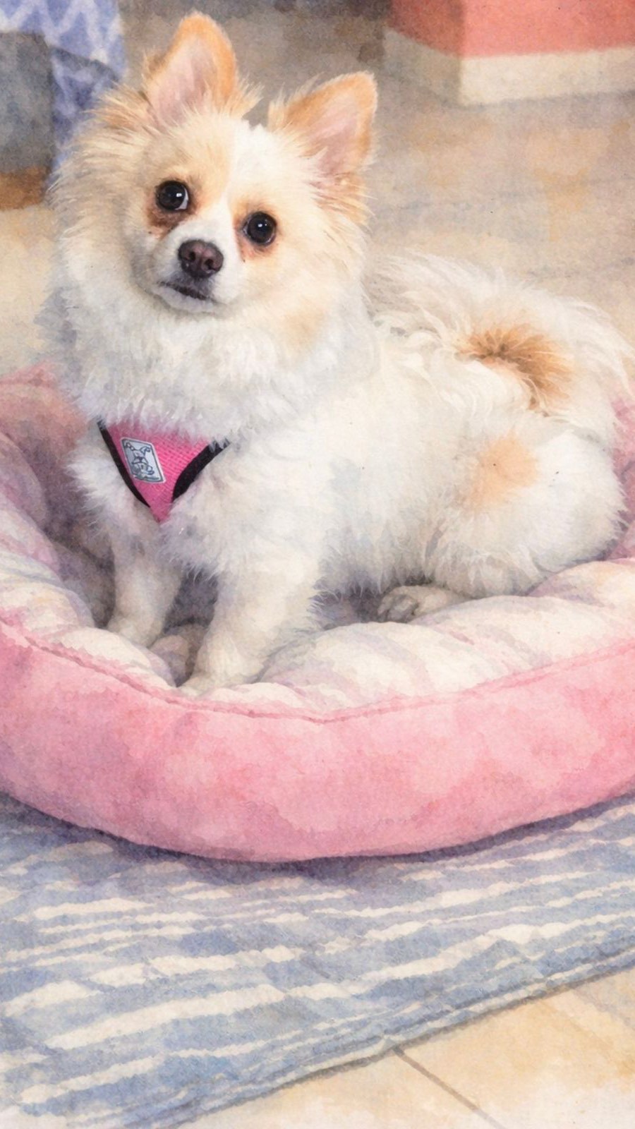 Meet our magical little girl Fendi 💕
She is 1.5 years old and weighs around 10 pounds. Fendi is very well socialized & happy. She loves to be loved and will make a perfect little companion for someone looking to adopt a small breed dog.
To schedule a Meet n Greet, please submit an application on our website: www.almarescue.org
#adoptme #almarescue