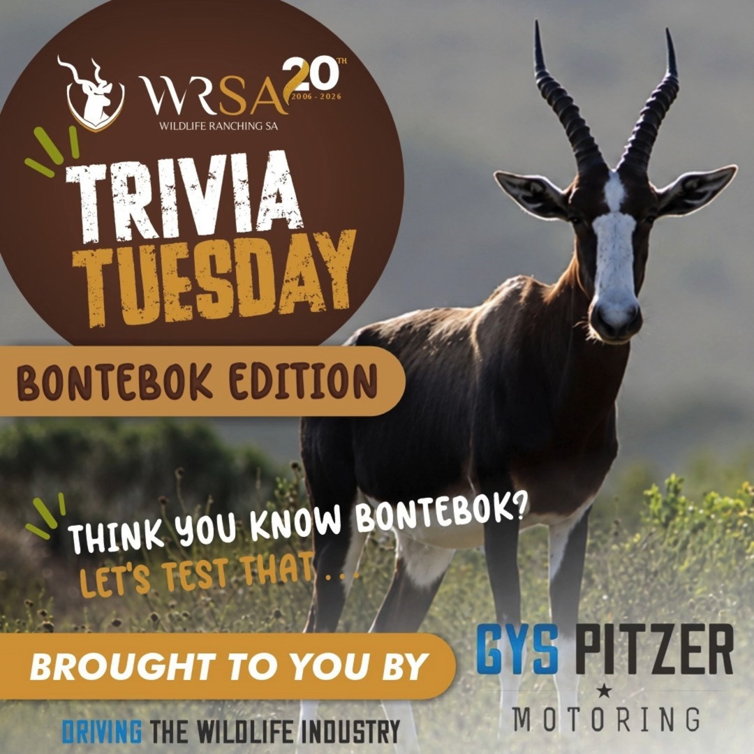 Most people mistake a bontebok for a blesbok.
The reality?
The bontebok is one of Africa’s greatest conservation success stories — elegant, alert, and impossible to ignore once you know the difference.
Once on the brink of extinction, the species was brought back through dedicated conservation efforts, with private wildlife ranchers playing a vital role in protecting and growing bontebok populations.
Test your knowledge and see if you can spot what makes the bontebok truly unique.
#wrsa20years #Bontebok #gyspitzermotoring