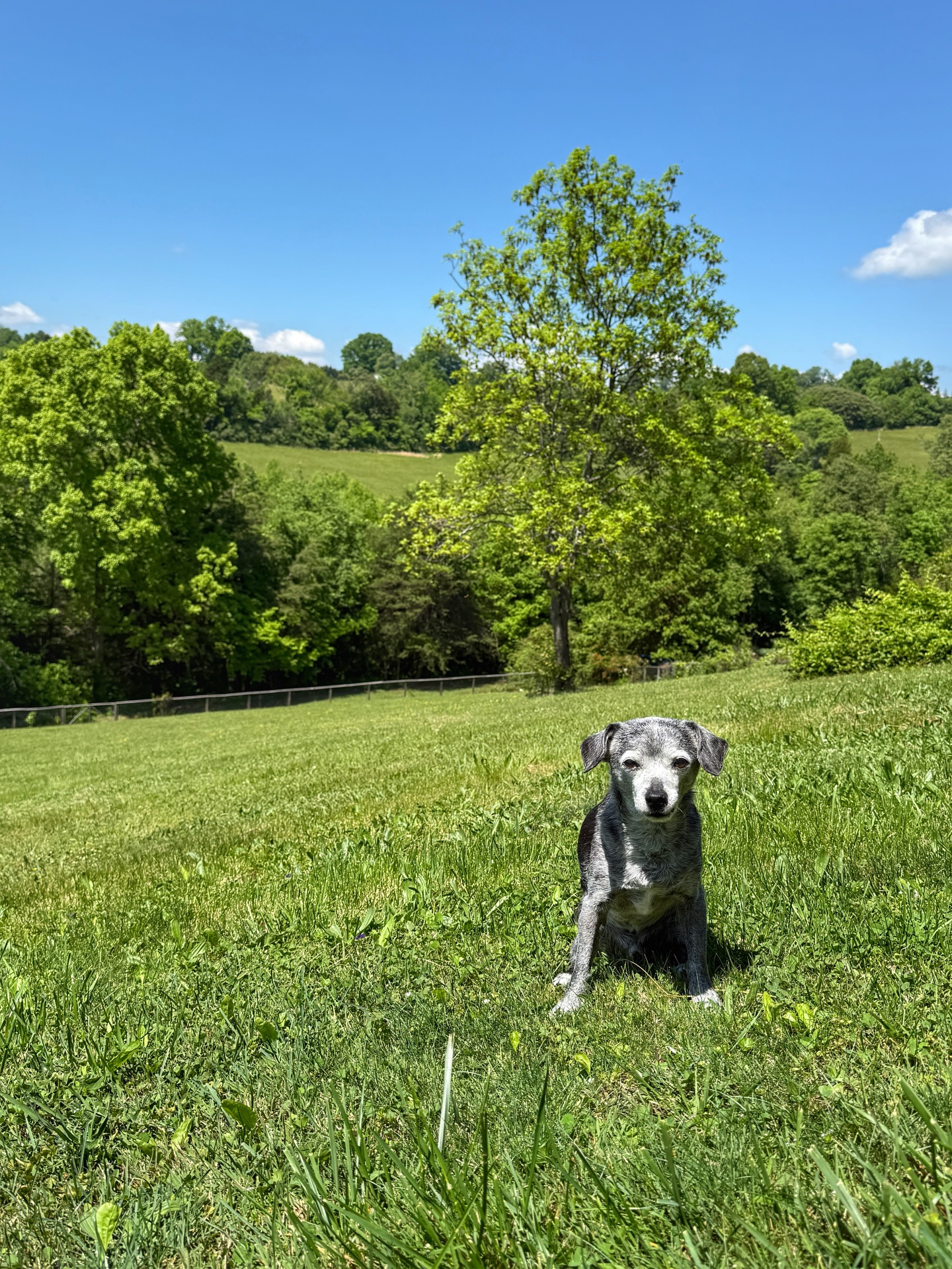 Weekend plans include: the cutest dog, a little sunshine, and this album on repeat. What about you?