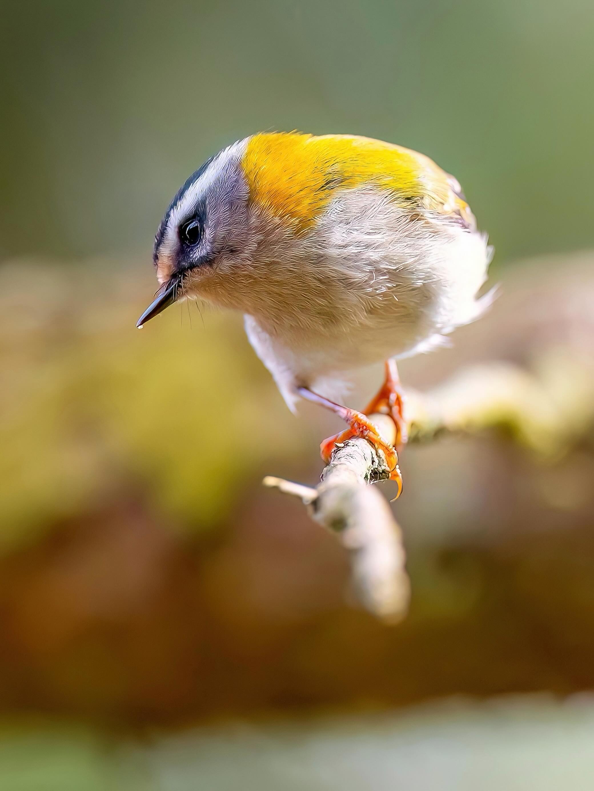 Das Sommergoldhähnchen ist ein winziger Waldakrobat mit Flammenfrisur. 🟡🔥
Mit gerade mal etwa 5 bis 6 Gramm Gewicht gehört es zu den kleinsten Vögeln Europas. Trotz der Größe bewegt es sich wie ein aufgezogener Federball durch Nadelwälder, ständig zitternd, hüpfend, flatternd.
Diese Mini-Vögel überstehen kalte Nächte nur mit Hochleistungsstoffwechsel. Ein Sommergoldhähnchen lebt energetisch ungefähr so, als würde er dauerhaft Espresso bekommen.