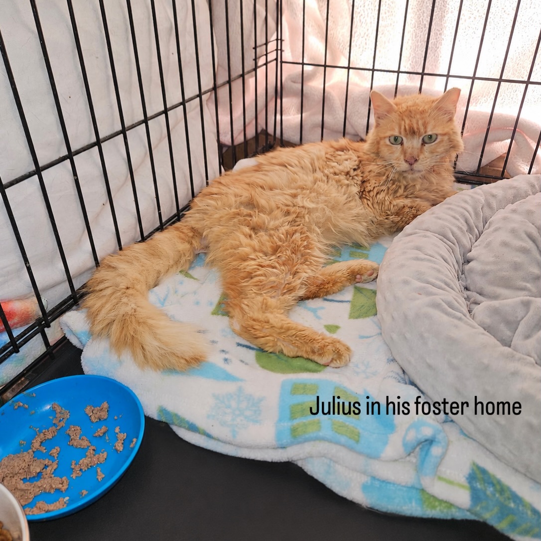 It has been a long road for Julius.
After a week of hospitalization, we finally got the answer to what has been causing so much of his suffering: Julius has a diaphragmatic hernia, with two-thirds of his liver displaced into his chest cavity. This was likely caused by a past trauma, such as being hit by a car.
In addition to that, Julius is also battling dermatitis, FIV, and severe stomatitis, leaving his mouth painfully inflamed and infected.
The good news is that after a week in a 24/7 care hospital, Julius’s anemia was resolved, his appetite returned, and he was stabilized enough to leave the hospital.
He is now in one of our experienced medical foster homes, on cage rest so his appetite and litter box can be closely monitored, where he is feeling better and eating lots of wet food. He is currently on pain medication and finally getting some comfort.
Julius will still need significant care ahead.
His specialty hernia surgery is scheduled for May 27th, and we want to make sure he is as strong as possible before going under anesthesia. He will also need a separate dental surgery to address his severe stomatitis.
If you are able to give, please consider donating today to help us save this sweet boy, who was suffering on the streets for who knows how long before we found him.
You can also help by sending Julius wet food through our Chewy wishlist, so he has food he can comfortably eat while he continues to recover. The food will be shipped directly to Julius’s foster home.
Links to both our donate page and Chewy are in our bio!