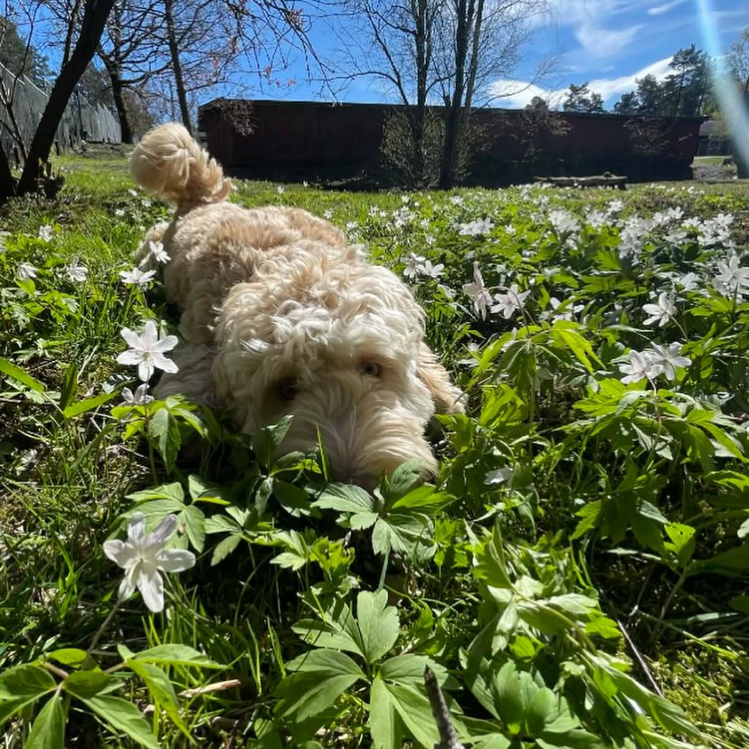 Idyll🌸🌼🐶
Minner om åpent hus i helgen, lørdag og søndag - klokken 12 til 14!
Vi håper dere vil komme og nyte finværet, og bli bedre kjent med oss🥰☀️🐶
Det er ikke behov for påmelding, alle er velkomne!
📨Ta kontakt i DM dersom du sitter med fler spørsmål!