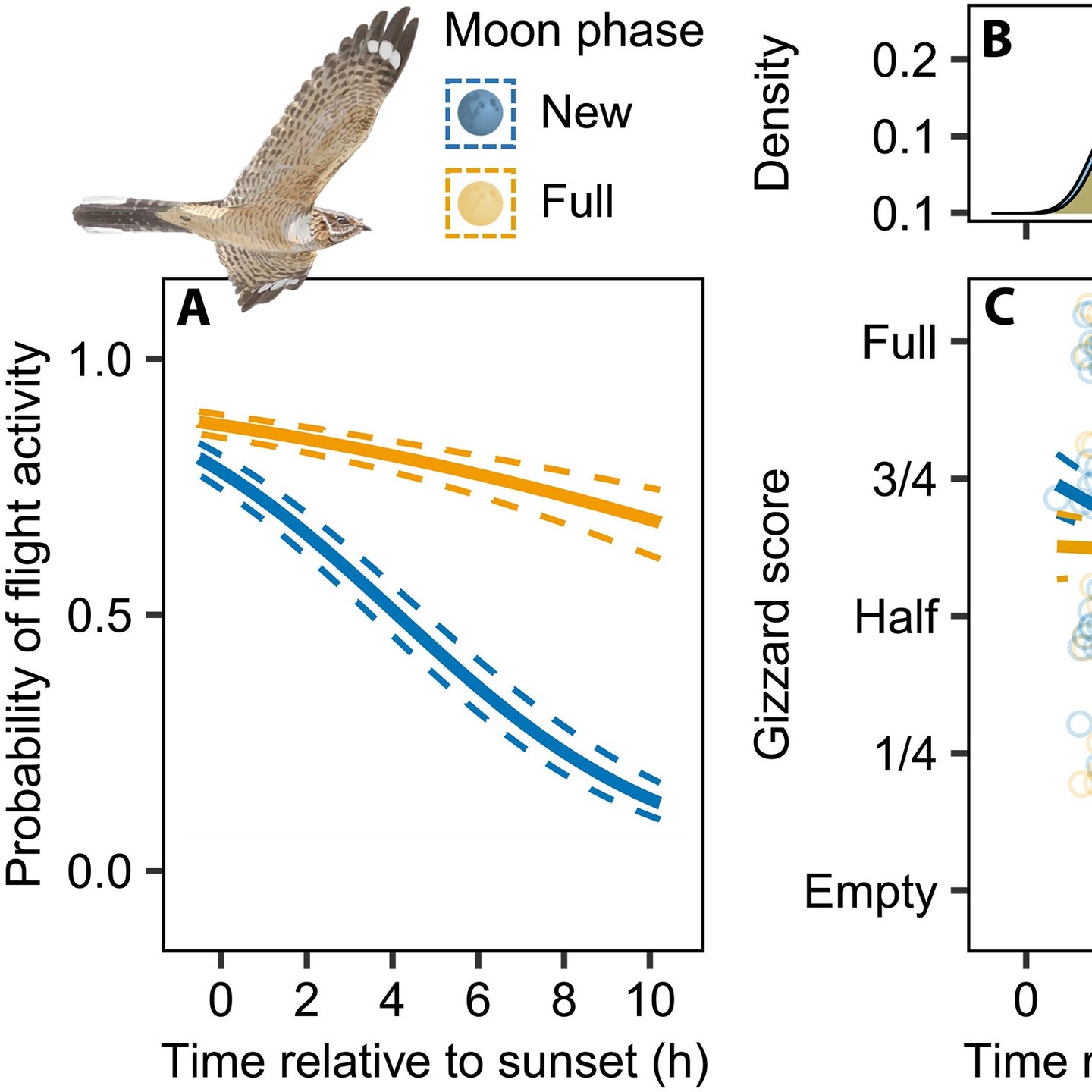 WINTER AND SPRING IN NIGHTJAR RESEARCH 4/4
Finally, just two days ago, a remarkably comprehensive study was published in Science Advances by a Spanish-Swedish team led by Carlos Camacho (@nightjaring). It takes a detailed look at how moonlight influences the energetics of Red-necked Nightjars (Caprimulgus ruficollis) - a species Carlos has helped establish as a key model system over the past two decades. Moonlight availability shapes when these birds are active or enter torpor to conserve energy, with far-reaching consequences for reproduction and migration, but interestingly not for moult, across their annual cycle.
We invite you to read more about these fascinating findings:
https://www.science.org/doi/10.1126/sciadv.aed8204