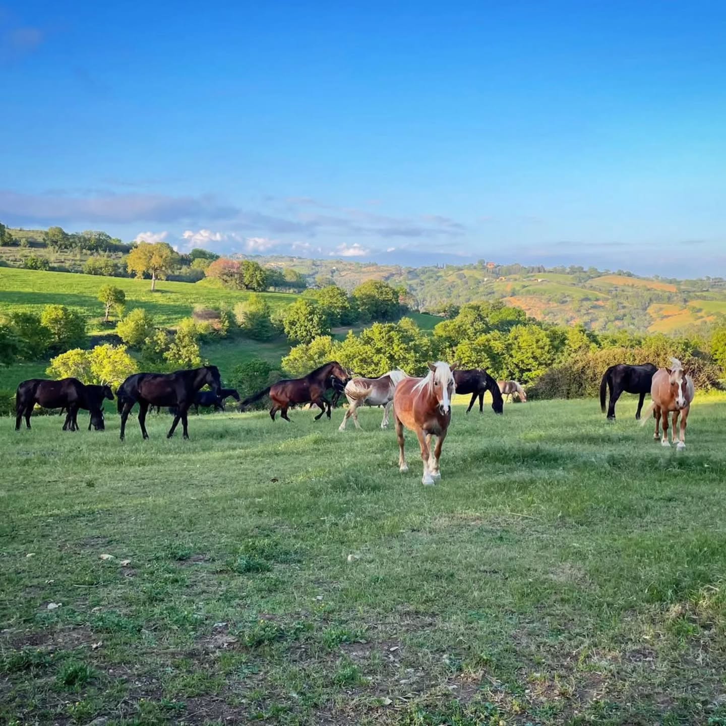 Si vede subito, guardando bene:
questo branco funziona.
Nessuna tensione.
Nessuna confusione.
Ogni cavallo ha il suo spazio –
senza perdere la propria individualità.
Non è un caso.
È gestione.
Ed è proprio da qui
che nasce quella che molti chiamano
“qualità”🐎
—
Man sieht es sofort, wenn man genau hinschaut:
Diese Herde funktioniert.
Kein Gedränge.
Keine Unruhe.
Jedes Pferd kennt seinen Platz –
und hat trotzdem genug Raum,
einfach Pferd zu sein.
Das ist kein Zufall.
Das ist Haltung.
Und genau daraus entsteht später das,
was man oft nur „Qualität“ nennt🐎
#LePuledraieDiSterpeti #CavalloMaremmano #Maremmano #Haflinger
#GestioneDelCavallo HorseManagement EquineManagement
CavalliInLibertà VitaNelBranco HerdDynamics
ethologie ethologieequine EquitazioneEtologica
Pferdehaltung Nachhaltigkeit Pferdezucht
gesundePferde healthyhorses HorseCenteredBreeding
QualitätStattZufall Maneggio Ausreiten