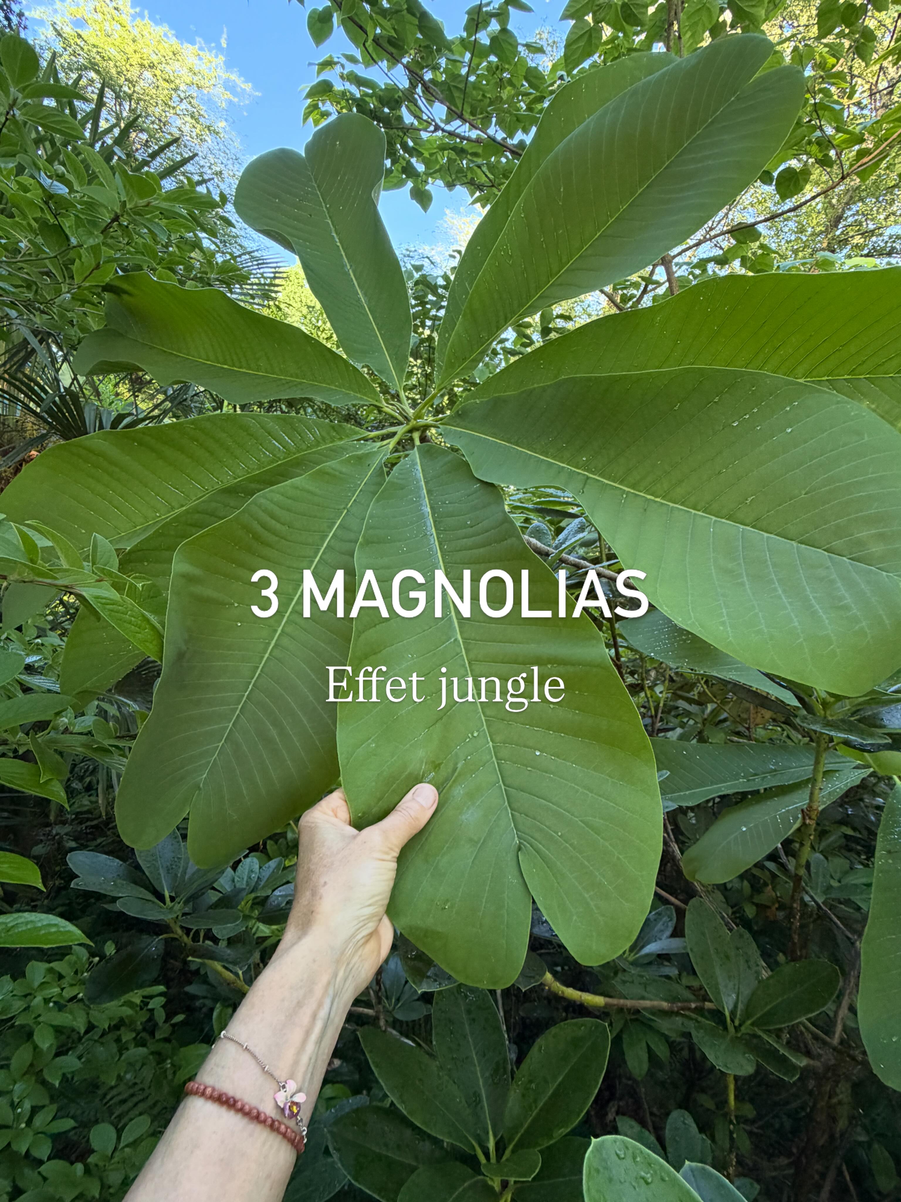 3 magnolias aux feuilles immenses et aux fleurs blanches parfumées tout aussi grandes pour tous ceux aimant les ambiances jungleuses comme dans la canopée du jardin des barthes
🌱par ordre de grandeur biloba tripetala macrophylla
🌱ils aiment une terre neutre à acide dans une lumière tamisée et un environnement protégé du vent
🌱ceux là ont 8 ans et font plus de 7m pour tripetala et biloba 10 pour macrophylla
Le jardin regroupe 2500 essences et une belle collection de magnolias caducs dont ces trois aux feuilles admirables
#jardinremarquable #magnolia #selva #jardintropical #plantslover