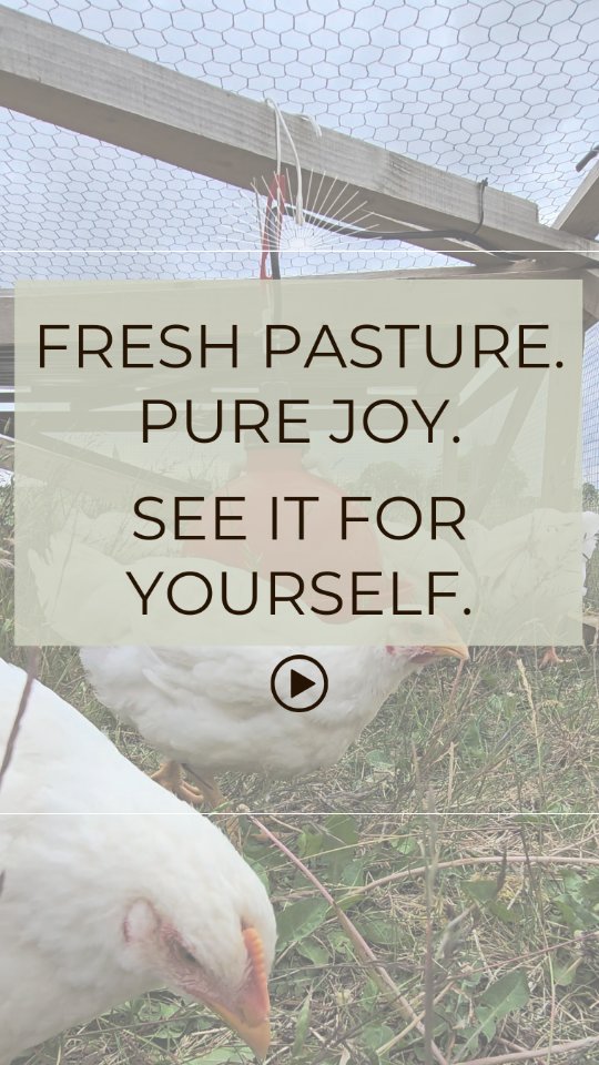 Our birds might have full cropsโฆ but a move onto fresh pasture is always the highlight of their day ๐ฟ
This is natural behaviour - foraging through grasses, plants, seeds and insects, and itโs a big part of why our chicken has the flavour and quality so many of you rave about.
Pastureโraised birds naturally take in more diverse nutrients, which can mean higher levels of beneficial fatty acids like omegaโ3s, along with naturally occurring vitamins and minerals.
And at Castors Pastures, thatโs paired with a highโquality organic feed to support their pasture diet.
What goes into their bodies ends up in yours - so we make sure itโs only the very best.
Have you ever seen a happier chicken? ๐
#pastureraisedchicken #organicfarming #supportlocalfarms #OrganicChicken #healthyeatinguk
pasture raised chicken | organic chicken UK | regenerative farming | ethical farming UK | small scale farming | real food UK | nutrient dense food | omega 3 rich chicken | slow grown chicken | natural chicken diet | UK small farm | fresh pasture farming | high welfare farming | sustainable meat UK | farm to fork UK