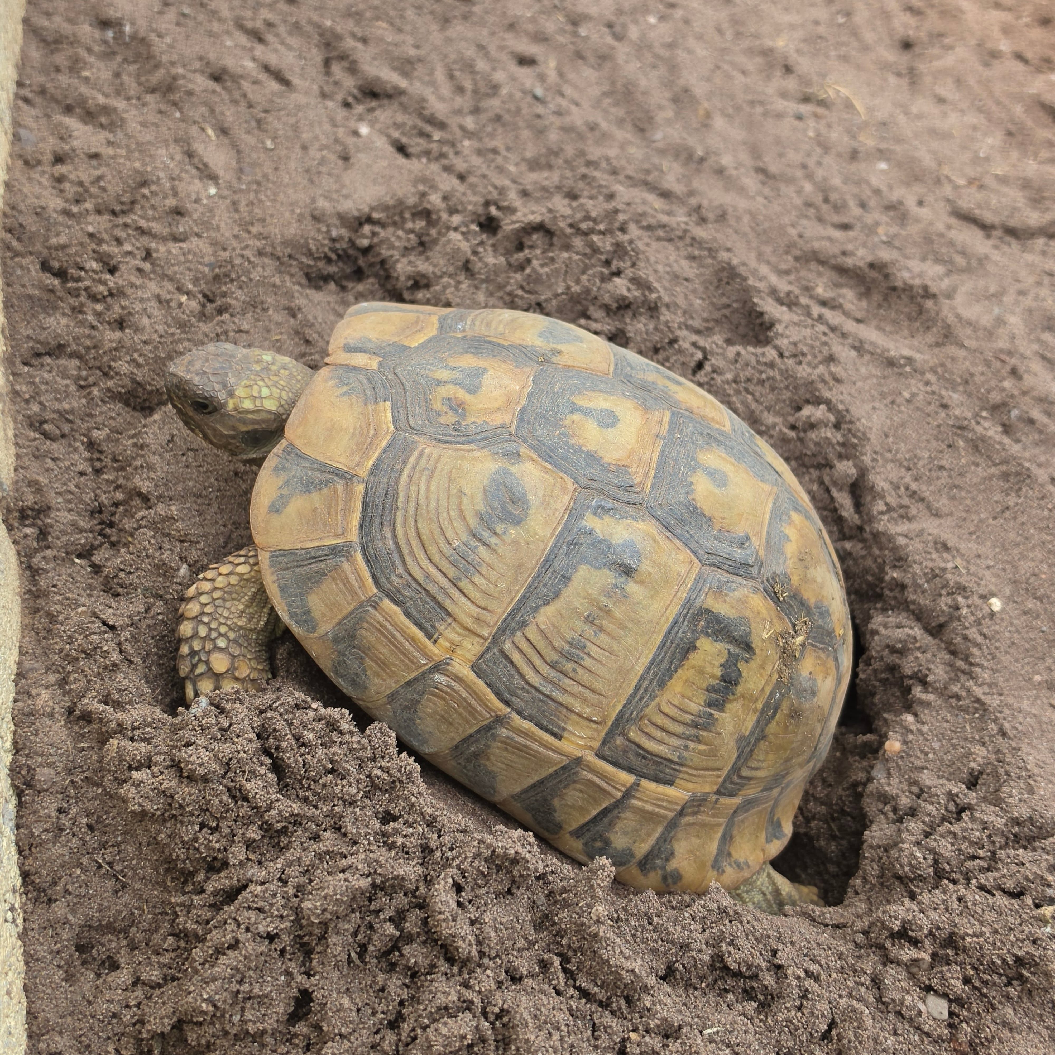 Nesting season in full swing. This time its starburst with 6 eggs.
#tortoise #reptile #captivebreeding #pet
