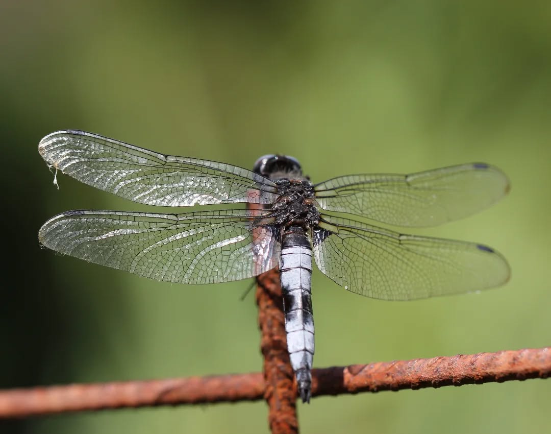 A scarce chaser dragonfly at Avithos Lake.
#islandwildlife #kefaloniawildlife #greekwildlife #guidedwildlifewalks #dragonfly