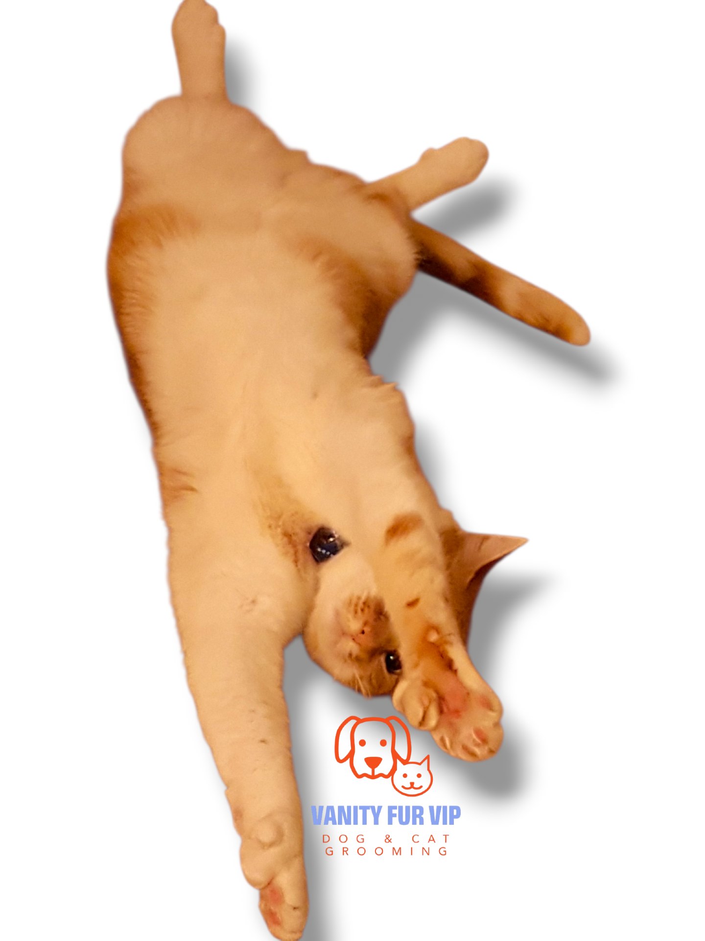 🧡 The biggest worry cat owners have about grooming… 🧡
“Will grooming stress my cat out?”
If you’ve ever thought this, you’re not alone.
Cats are sensitive. They don’t always cope well with new environments, handling, or being taken out of their comfort zone, so worrying about how they’ll feel during grooming is completely normal.
As I prepare to introduce cat grooming at Vanity Fur VIP, this is something I’ve been thinking about a lot.
Having my own cats, I know they all have their own personalities and quirks. Careful handling is so important and everything should be led by how the cat is feeling.
⭐How I’ll support your cat...
➡️ Cats and dogs will never be in the salon at the same time.
➡️ A calm, quiet environment to reduce overwhelm.
➡️ Gentle, minimal handling - working with your cat, not against them.
If you’ve been unsure about grooming your cat because you’re worried how they might cope. I completely understand.
🧡 Got a question about cat grooming?
Feel free to message me.
I’ll be opening a limited number of cat grooming spaces soon. If you’d like to be added to the cat grooming waitlist, just send me a message.
Love,
Melanie @ Vanity Fur VIP x
.
.
.
.
.
.#vanityfurvip
#CatGroomingLaunch
#CatGrooming
#CatGroomerUK