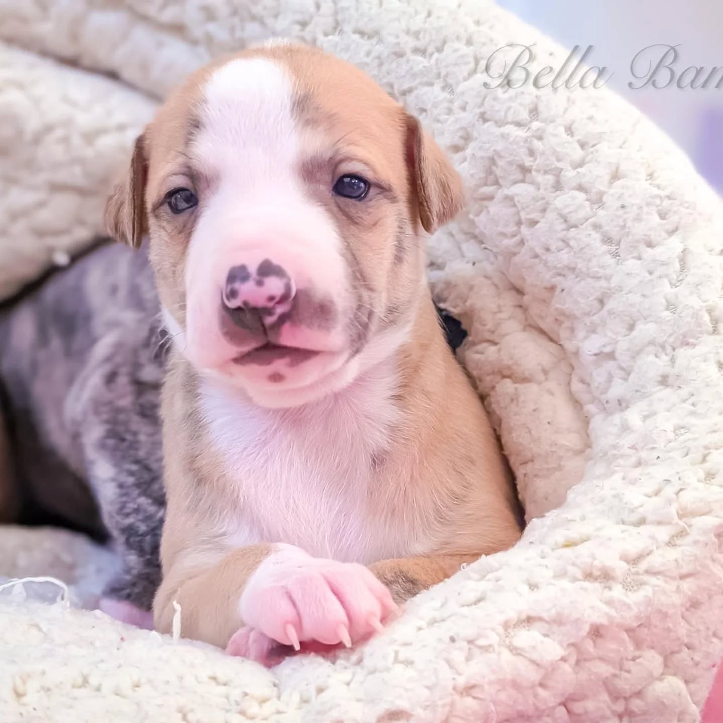 Unsere Whippetwelpen sind nun drei Wochen alt ☺️
Augen & Ohren sind geöffnet 🍀
Ina & Idaho
https://whippet.breedarchive.com/animal/view/amy-bella-bambini-d0e72307-0037-42f1-89ee-e5c6eacafec2