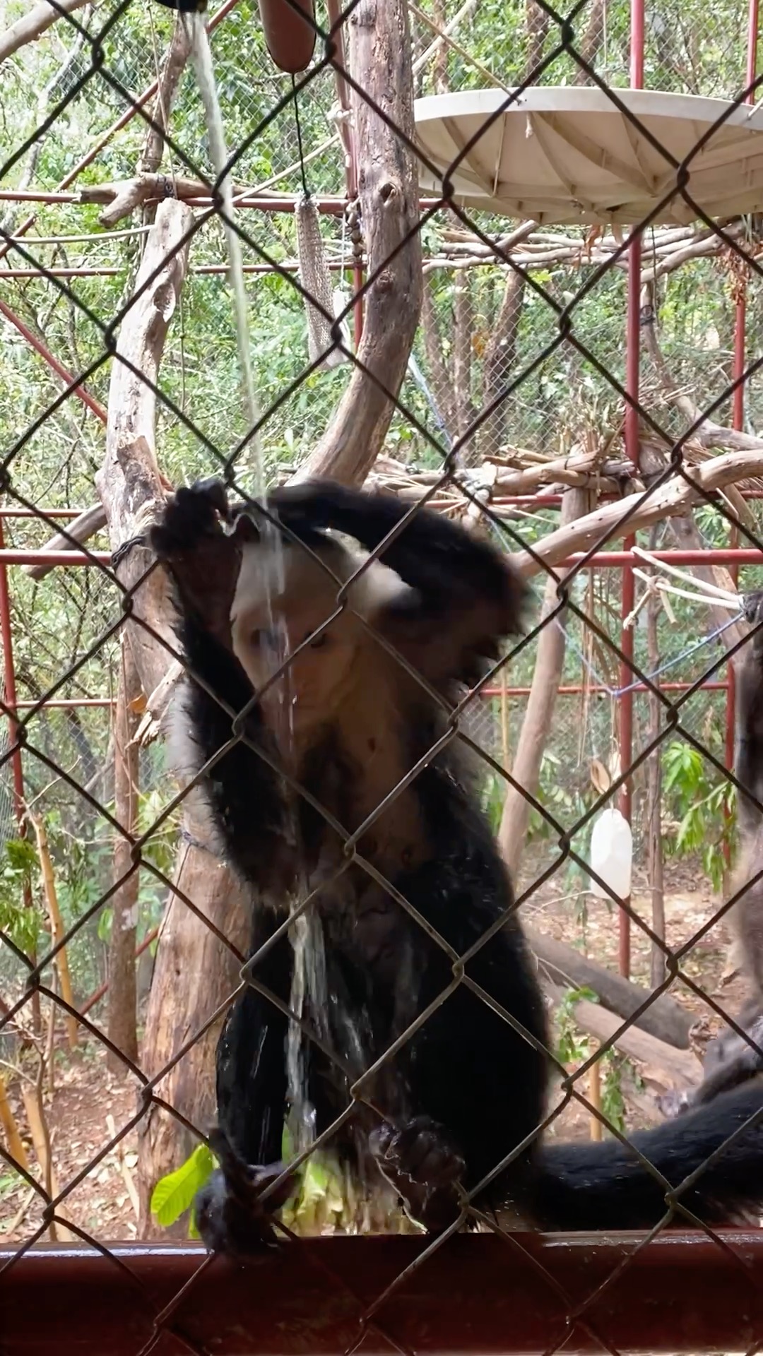 We hope you find Kunochi's shower time as fun to watch as we do. Kunochi and a bowl of water are like a cat with a cardboard box.
Capuchin are smart and social animals that spend their days foraging, playing, and exploring their world together. Without their normal daily entertainment by nature we try our best to find ways to stimulate his senses and complex brain to prepare him for his release back to the wild.
Melikki's is a fully licensed rescue and rehabilitation center that works under direct supervision of Primate specialists and Veterinarians.
Primates are wild animals NOT pets.
https://www.melikkis.org (link in bio)
#Morrillo #AdventureTraveler @kthg.mv #AdventurePanama #PanamaCulture #PanamaLife #PanamaWildlife #HowlerMonkey #World_Animal_Protection
#PanamaWildlifeConservation @ProyectoPrimatesPanama @Aspvoice
#TravelBetter
#SustainableTravels #EcoTourGuide
#AdventureTravelers #AdventureTraveller #AdventureTraveling
#AdventureTravelFamily #AdventureTravelFamily #FamilyTravelAdventures #FamilyTravelAdventure #AdventurePanama