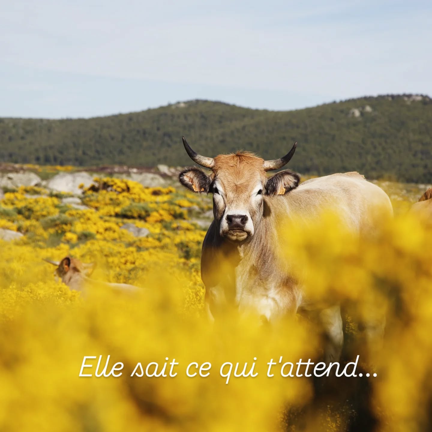 Plus que 6 places disponibles pour le weekend trail 27 et 28 Juin...
đ Lien en bio
On a prĂ©venu les habitants du coin, elle sait ce qui t'attend mais elle n' en a rien Ă brouterđź
đââïž52 km le Samedi 2100 D+
đââïž25 km le Dimanche 1000 D+
đŠ
#trailrunning #weekendtrail #traillife #montlozere
