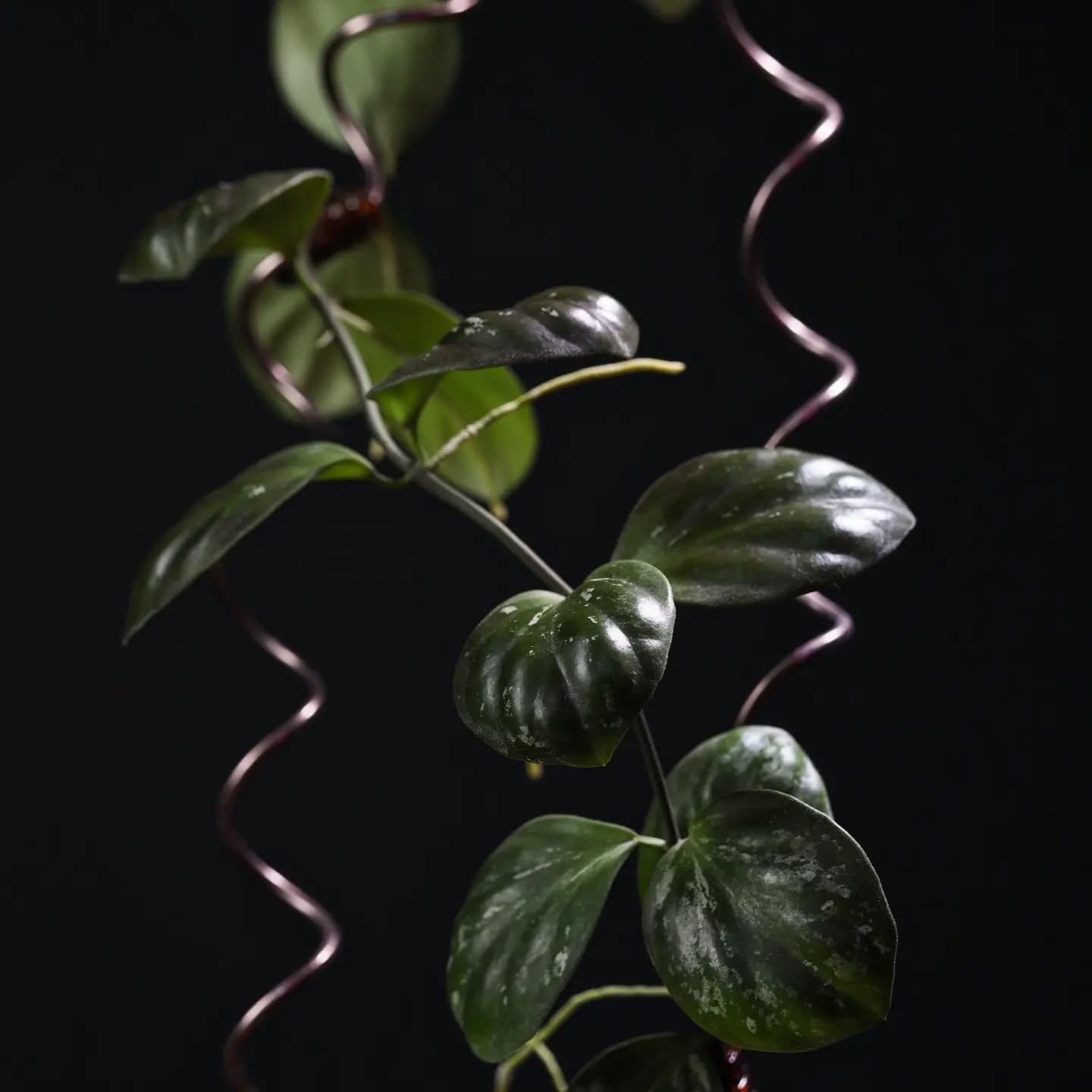 Hoya noid (Clamshell) quickly became a favourite. Well deserving of its byname.