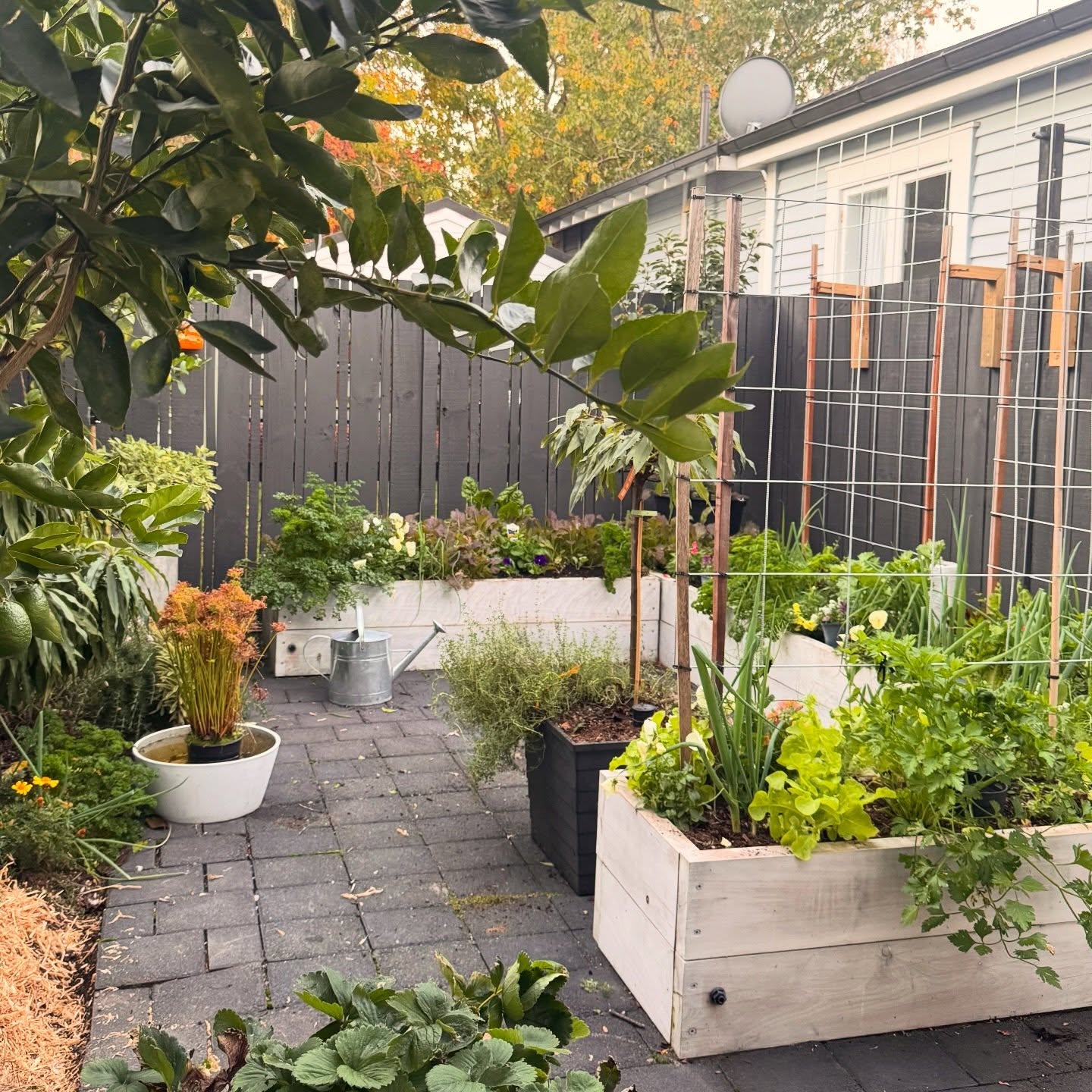 The autumn vegetable garden. It’s slow, less demanding and just easier. If you were to start even a small raised garden, autumn is your time 🫶🏽
How cute is this small space gardening looking! Not only cute but functional