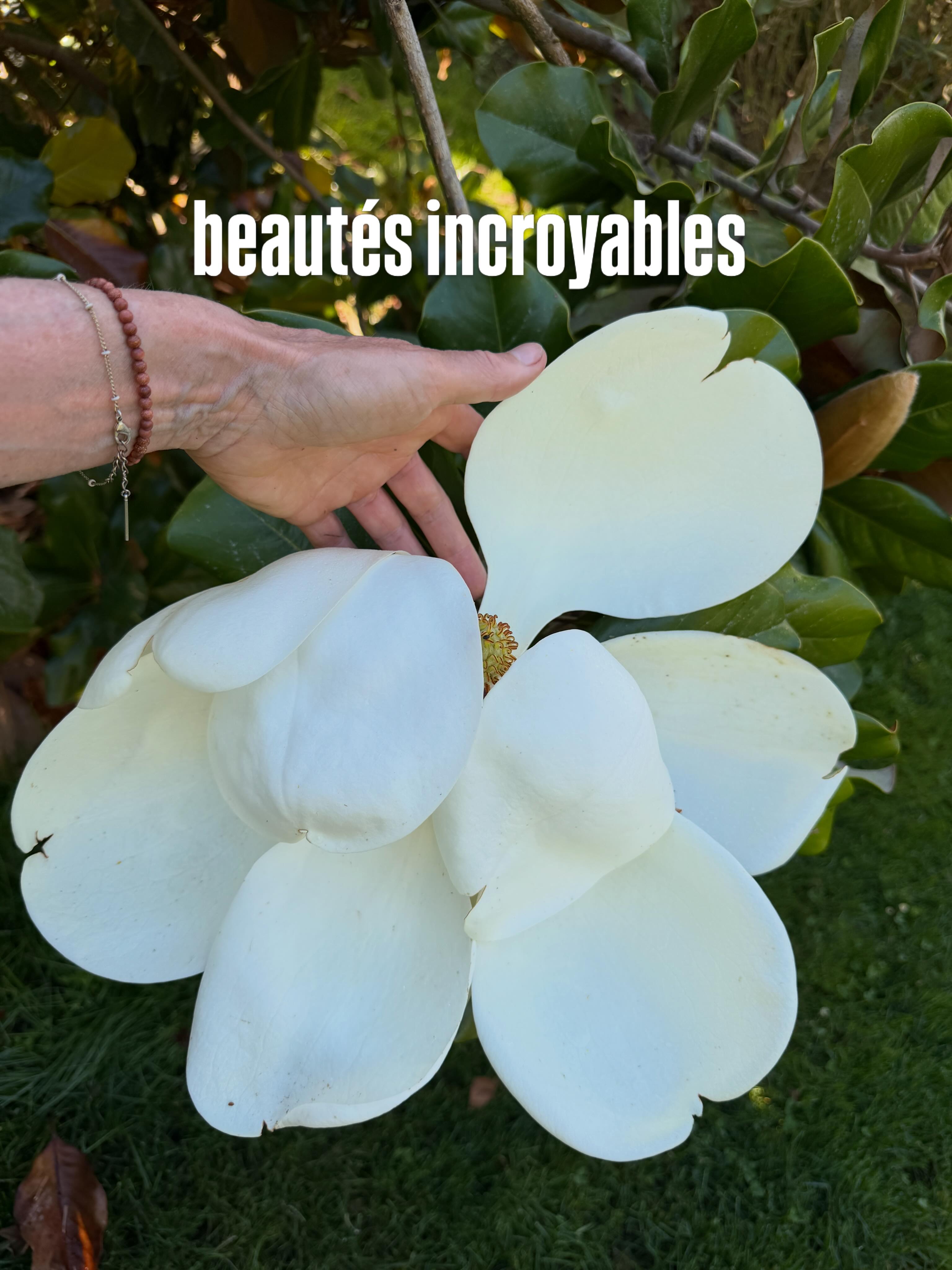 Le magnolia grandiflora est un des arbres le plus beau et le plus facile du jardin des barthes. Quand on pense à cet arbre on pense à galissonniere cette variété communément plantée depuis des décennies dans tous les jardins. Pourtant c’est sans aucun doute la moins bonne
🌱j’ai cette chance d’avoir un très grand jardin ce qui me permet de multiplier les variétés, je suis donc partie à la recherche de toutes celles que je pouvais trouver chez les pépiniéristes passionnés
🌱le jardin des barthes regroupe une trentaine de variétés de magnolia grandiflora tous différents dans leurs feuillages leurs fleurs et leur parfum
🌱le magnolia est un arbre originaire du sud des états unis poussant en climat subtropicale humide
🌱ici dans le sud des landes il a tout ce qu’il aime : chaleur et humidité
🌱il a une grande tolérance au vent sauf mont blanc dont le port est trop souple
🌱la variété caradoc est multipliée par la pépinière Maymou à Bayonne après avoir été découvert dans le parc du château de caradoc. Il a donné son nom à l’allée caradoc au jardin des barthes
Il fleurit des son plus jeune âge, sa feuille est rousse en dessous et ondulée son parfum est sublime
🌱la palme du gigantisme revient à mont blanc dont les fleurs sont tellement grandes que l’on peut y placer sa tête
#jardin #magnolia #jardintropical #plantslovers #fleurs