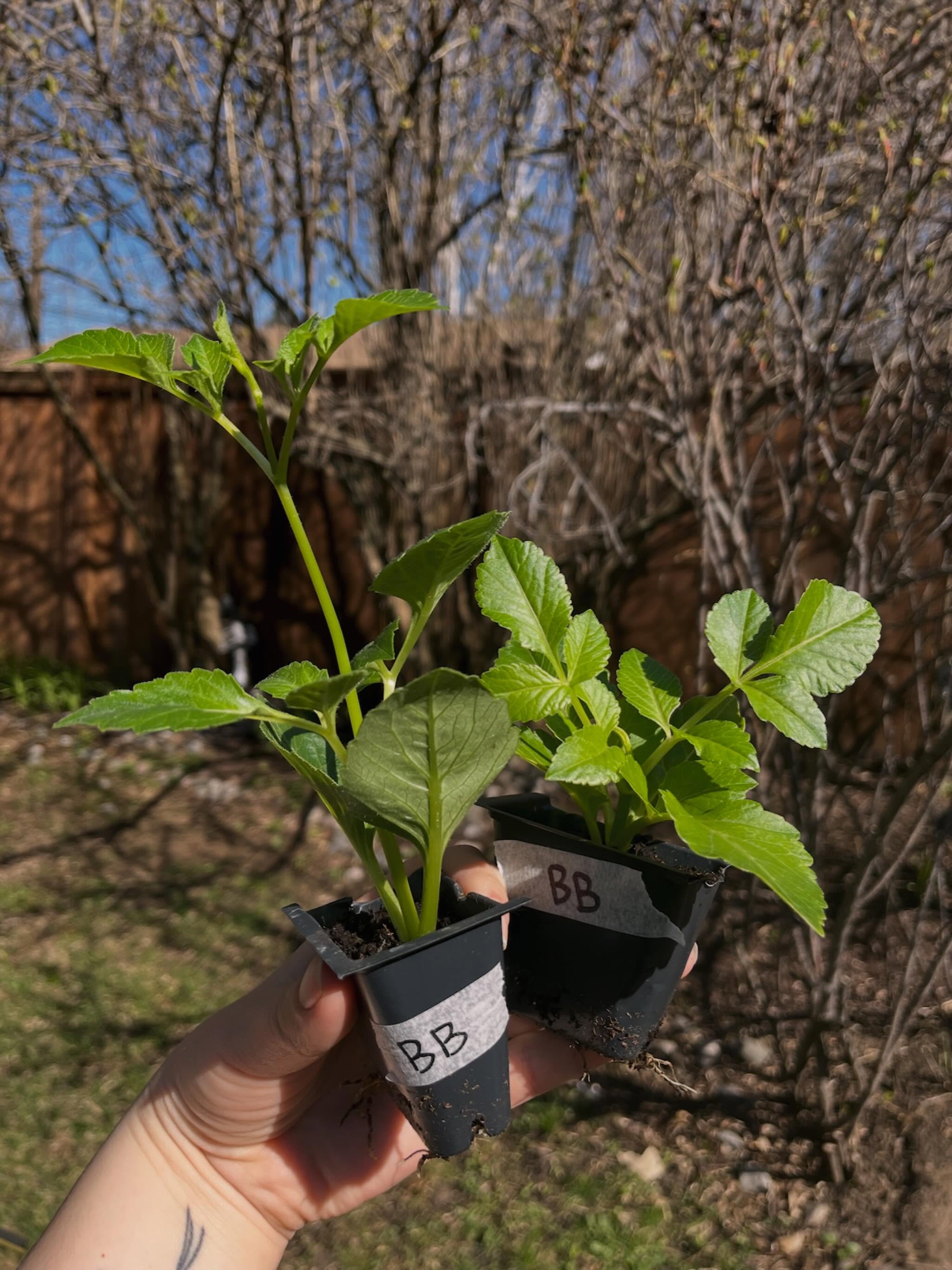 Our final dahlia tuber and cutting sale of the season is here!
We took cuttings of some of our favourite varieties so we could share them with more of you! Both tubers and cuttings will make lovely blooms all season, and will have a healthy clump of tubers at the end of the year.
Find a link to the shop in our bio! Happy planting!