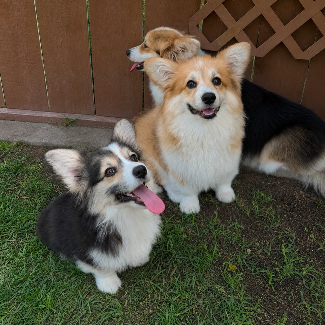 As soon as I got the camera out to take a picture of Nori her adorable side kicks had to jump in to steal the spotlight ✨
How could I be upset?
I mean look at all of that cute! 🥰
#corgi #fluffycorgi #adorable #puppies