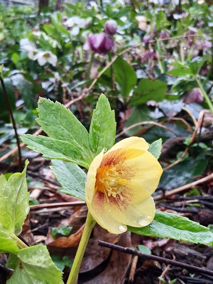 My dreamy 💛hellebore💛 patch under the blackthorn grove 🥰
#maine #hellebore #flowerfarm #vegan #homestead