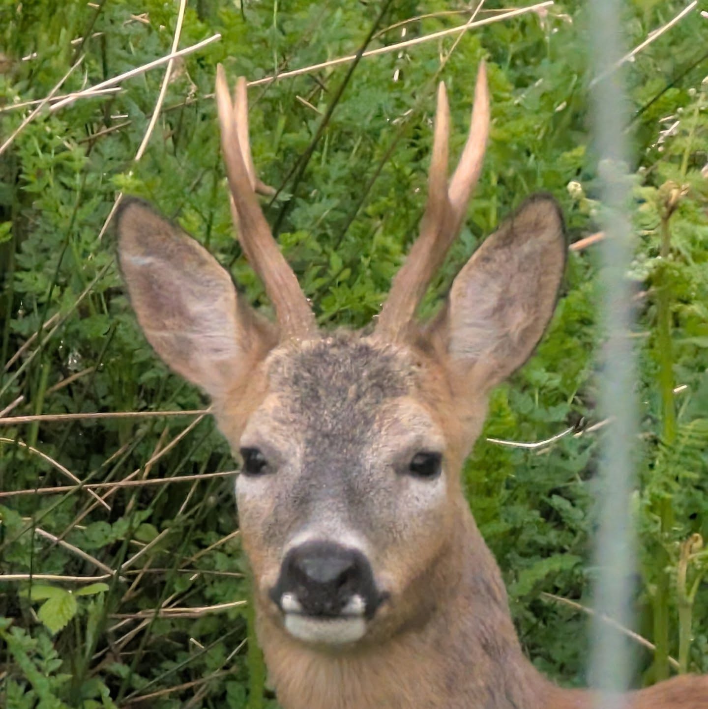 Wild, free, and unbothered 🦌
.
.
.
#deer #wildlifephoto #countrylife #animallovers❤️ #escapetothecountry