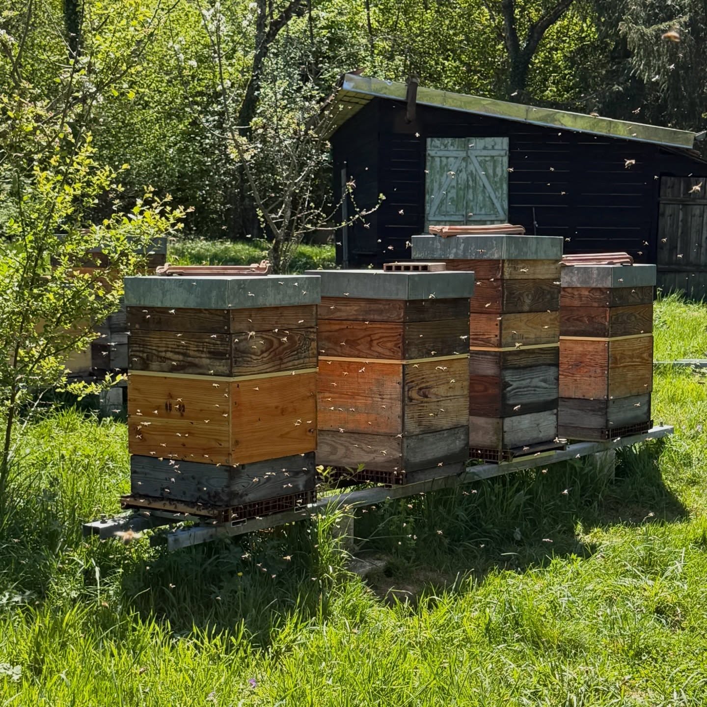 🌸🐝 Le printemps bat son plein au Logis des Pinces Maillées ! 🐝🌸
Ici, les journées sont rythmées par une douce effervescence : entre l’accueil de nos hôtes venus explorer les merveilles du Doubs horloger et le soin apporté à nos abeilles, difficile de s’ennuyer !
Nos petites butineuses sont en pleine forme… parfois même un peu trop 😄 Certaines ont déjà des envies d’essaimage ! Mais pas de panique, nous gardons un œil attentif sur nos ruches, et pour l’instant, tout est sous contrôle 👍
🎥 Dans la vidéo, découvrez une tentative d’essaimage que nous avons réussi à maîtriser — un moment fascinant au cœur de la vie des abeilles !
Et si vous veniez vivre tout ça avec nous ?
✨ Plonger dans le monde incroyable des abeilles
🌿 Explorer des paysages bucoliques à couper le souffle
🍷 Vous détendre sur notre terrasse après une belle journée
🍽️ Et savourer un délicieux dîner à notre table d’hôtes
Le printemps est là… et il n’attend plus que vous 🌞💛
#valeursparc #pnrdoubshorloger #apiculture #ecotourisme #chambredhotes
@payshorloger @pnrdoubshorloger