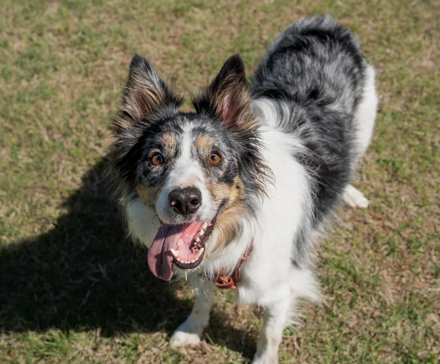 We can’t get enough of cute Piper
#dogtrainer #dogtraining #dogsofinstagram #doglover #ruffpatriots