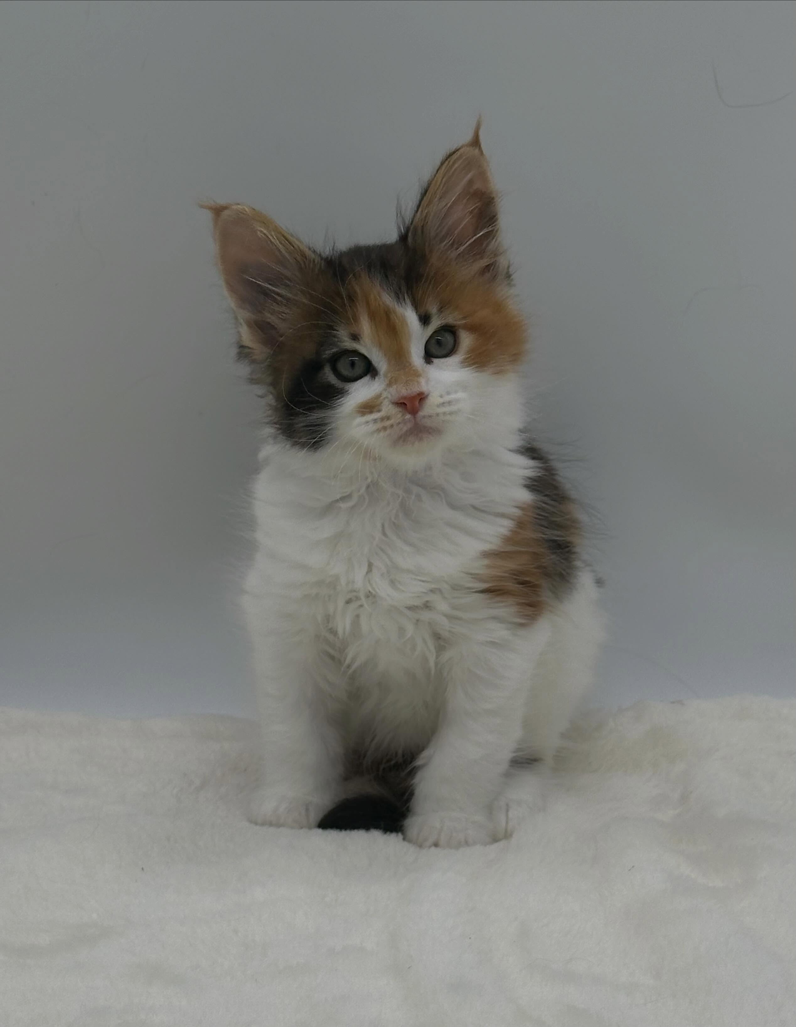 I have 3 cute Maine Coon girls looking for their new homes. Two torbie w/white and one brown tabby w/white. If interested, please go to my website, www.mtnviewmcc.com, fill out the kitten questionnaire (it’s on the contact page) and send back. They are ready to go now. #mainecoonkittens #mainecoon #mtnviewmcc #mainecoonkittenswashington