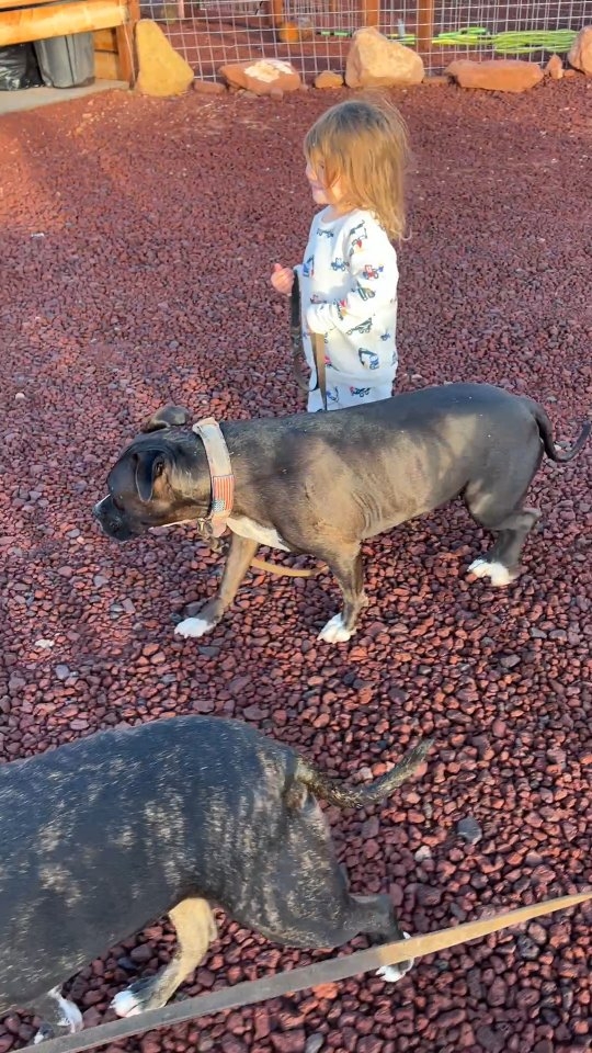 Just kids and dogs 🐶 @krispyswiggs enjoying the open space at The Outpost
Because stays are better when they're dog friendly.
#TheOutpost #dogfriendlystays #travelwithdogs #glampinglife #petfriendlystay