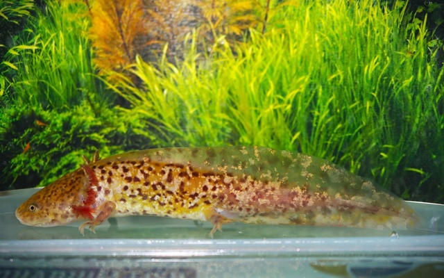 L’Axolotl Ambystoma mexicanum cuivre : mystérieux, paisible et parfait pour un aquarium d’eau douce. 🐾✨ En savoir plus et préparer son bassin sur notre site. Link in Bio #Axolotl #Aquarium #EauDouce #TheSeaFarm #AnimalFascinant