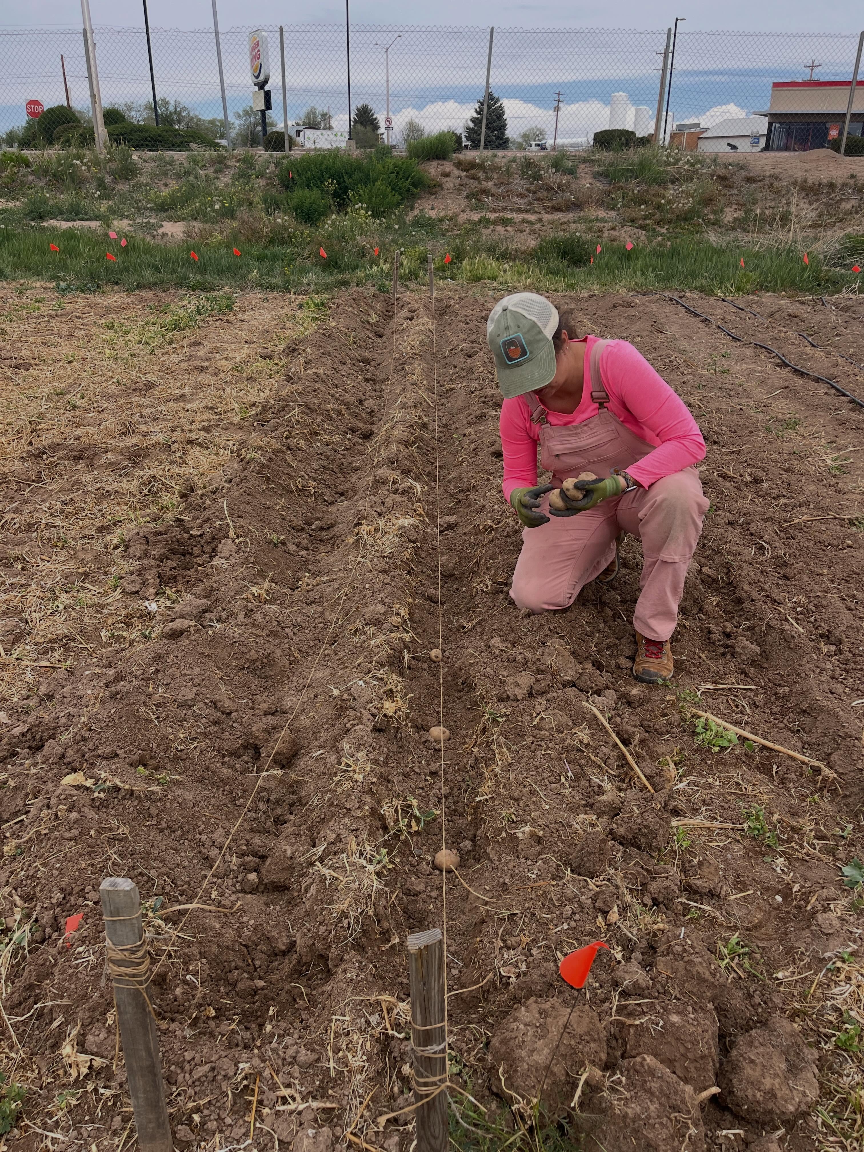 Itโs potato ๐ฅ and onion ๐ง
week!
We planted loads of potatoes and onions for the students and the food pantries this week. We get REALLY excited about this because both these crops store well, are used in many recipes, provide nutrients and are delicious! ๐คค ๐
๐ฅ ๐ง
๐ฅ๐ง
๐ฅ๐ง
๐ฅ๐ง
๐ฅ๐ง
๐ฅ๐ง
๐ฅ๐ง
๐ฅ๐ง
๐ฅ
#lettuceturnipthebeet #schooltofarm #cortezcolorado #planting #springhassprung๐ธ