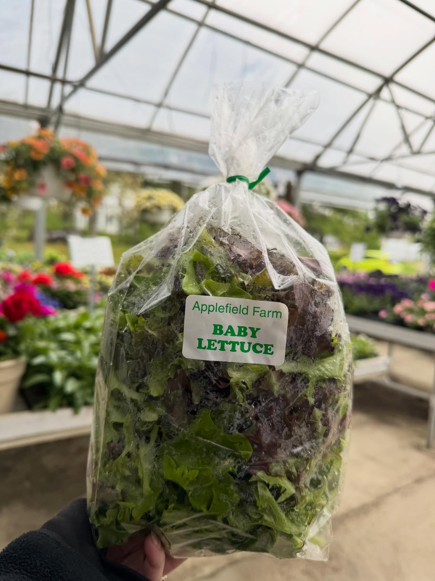 Our own baby lettuce!