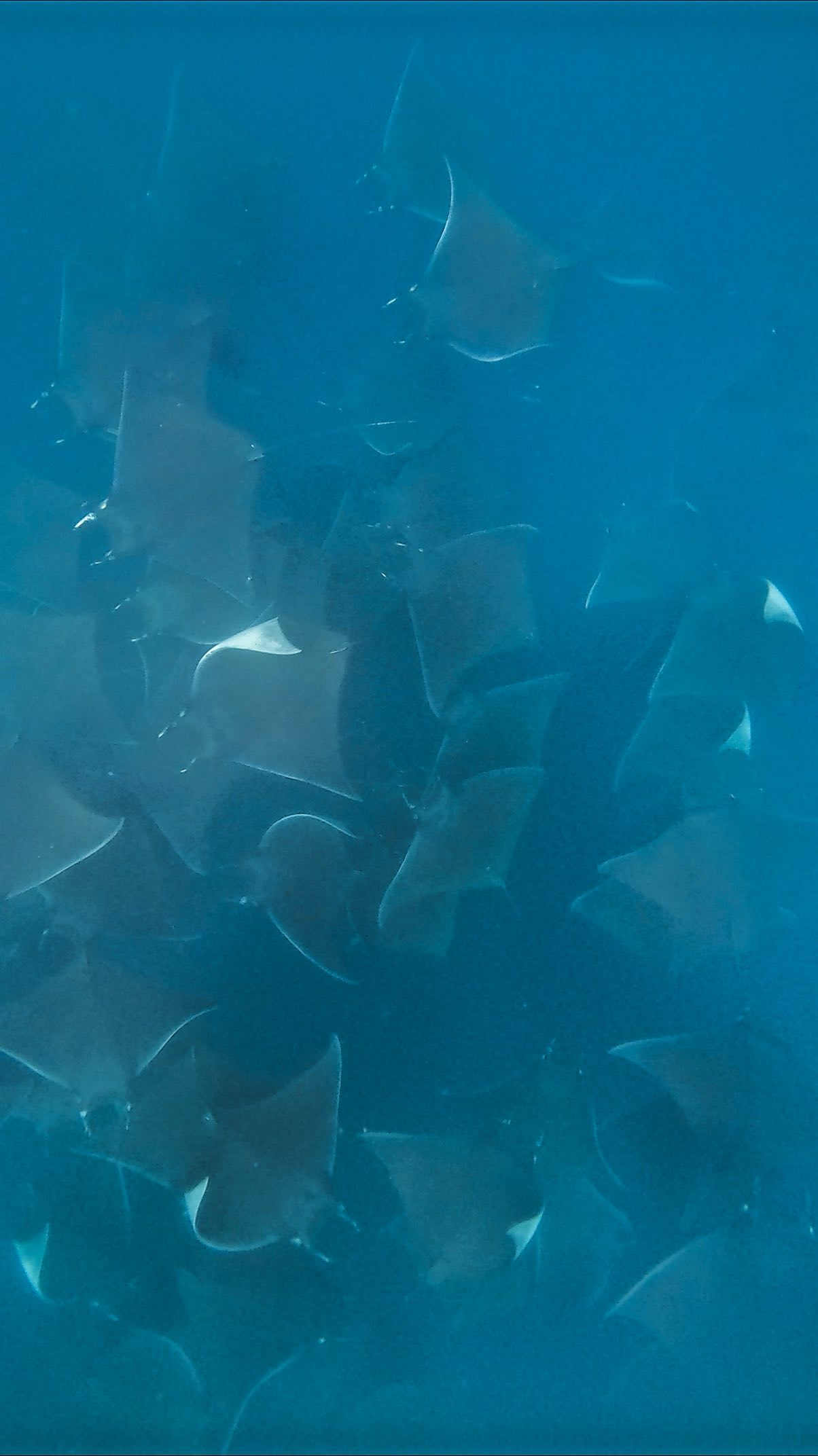 This is a small reminder to be very respectful when swimming with this incredible species.
We should appreciate the privilege of observing them for a few moments and avoid any behavior that might harass them or disrupt their natural behavior.
They have traveled a long way to get here, and it is our responsibility to help preserve the magic that happens in this place.