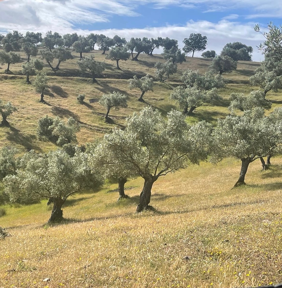 🌿 𝗡𝗮 𝗱𝗲 𝗿𝗲𝗴𝗲𝗻 𝗸𝗼𝗺𝘁... 𝗴𝗿𝗼𝗲𝗻!
Onze olijfbomen staan er prachtig bij. De velden hebben volop water gekregen en dat zie je: overal groeit en bloeit het. Die begroeiing tussen de bomen is geen onkruid, het is leven. Insecten, vogels, micro-organismen… allemaal onderdeel van een gezond ecosysteem dat onze olijven sterker maakt.
#natuur #ecosysteem #olijfbomen
//
🌿 ¡𝗗𝗲𝘀𝗽𝘂é𝘀 𝗱𝗲 𝗹𝗮 𝗹𝗹𝘂𝘃𝗶𝗮 𝘃𝗶𝗲𝗻𝗲... 𝗲𝗹 𝘃𝗲𝗿𝗱𝗲!
Nuestros olivos tienen un aspecto magnífico. Los campos se han regado a fondo y eso se nota: todo crece y florece. Esa vegetación entre los árboles no son malas hierbas, es vida. Insectos, pájaros, microorganismos… todos forman parte de un ecosistema saludable que fortalece a nuestros olivos.
#naturaleza #ecosistema #olivos