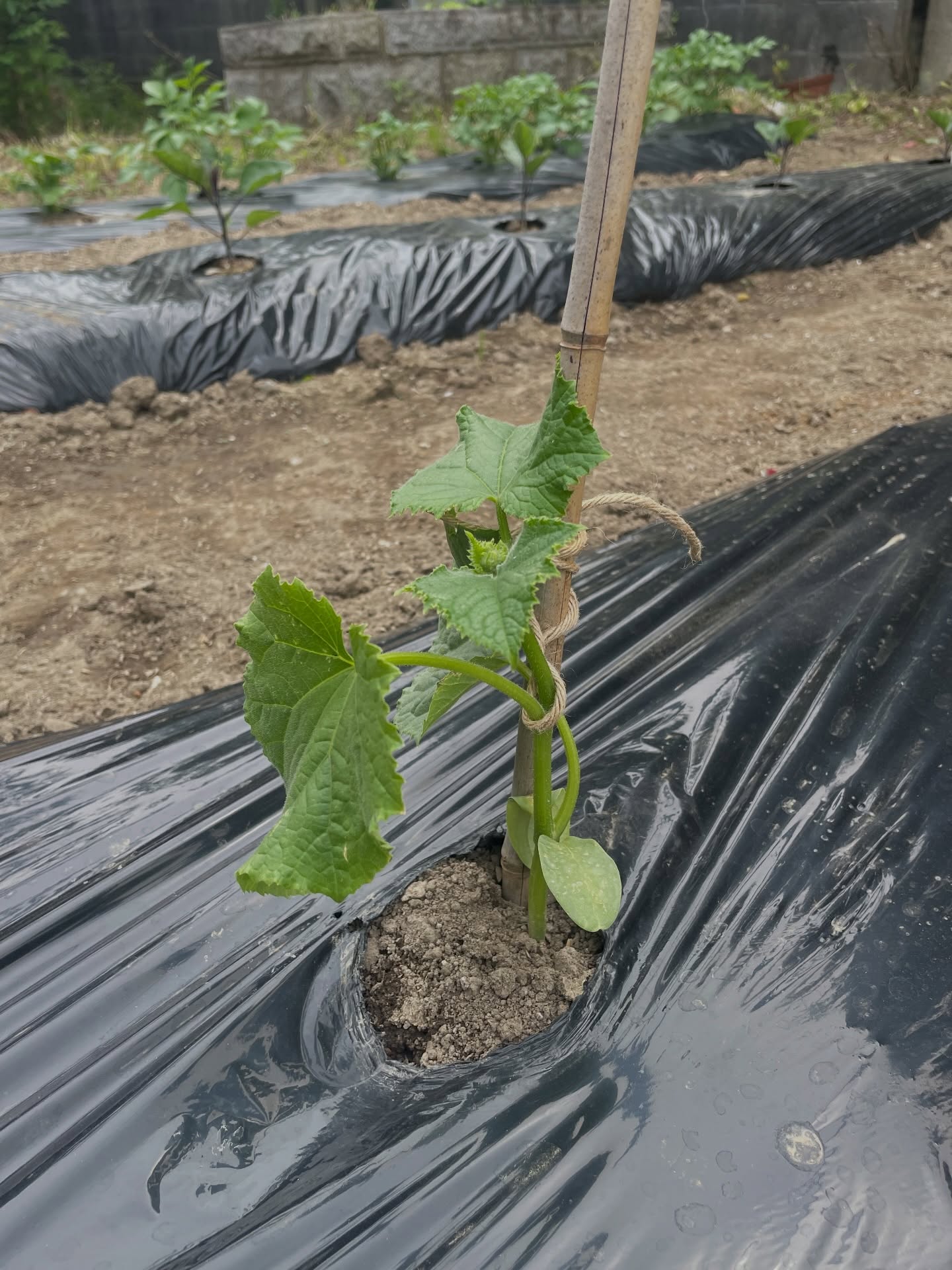 小田クラインガルテンの様子です。
先日は苗植えのご参加ありがとうございました。😊
キュウリ、トマト、ナスの苗を植えました。
ジャガイモも順調に育っています。
5/9の午後に枝豆の苗を植える予定です。
枝豆の苗植え参加者募集中です。
参加費 大人¥1000 小学生以下無料です。
苗植えに参加いただいた方は、この夏収穫した野菜をお持ちいただけます。
参加ご希望の方はDMにて。
#つくば市#クラインガルテン#家庭菜園#空き家プロジェクト