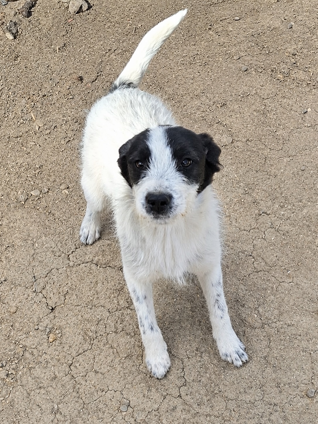 Zuckerschnute Luna sucht eine Familie💖
🤍 Luna / Hündin
📏 wird ca. 45-50cm groß / ca. 10.2025 geboren
🐶🐱 verträglich
💞 aktiv & verspielt
📍 Standort Onesti, Rumänien
Die kleine Luna wurde Ende Oktober 2025, gemeinsam mit ihrer Mutter und 5 Geschwistern von einer Frau auf der Straße gefunden. Die Welpen waren erst wenige Tage alt. Die Frau wollte die Hundefamilie nicht ihrem Schicksal überlassen und nahm sie mit nach Hause.
Die Hunde-Mama und 2 Welpen dürfen dauerhaft bei der Familie bleiben. Wir wurden gebeten, für die für die 3 Hunde-Mädchen Luna, Mura und Stela ein Zuhause zu suchen.
Bis zu ihrer endgültigen Vermittlung dürfen sie selbstverständlich bei der Familie bleiben. Dort können die Hunde-Kinder unter optimalen Bedingungen aufwachsen und ihre Welpenzeit unbeschwert, gut versorgt und in Sicherheit genießen.
Die süße Luna ist ein sehr liebes, zutrauliches, fröhliches und aktives Hundekind.
Typisch Welpe, ist Luna sehr verspielt. Sie liebt es, gemeinsam mit ihren Geschwistern durch den Garten zu flitzen, zu toben und neugierig ihre Umgebung zu erkunden.
Luna sucht junge, souveräne, sportliche und aktive Menschen, bei denen sie ganz in Ruhe ankommen darf. Sie sollten der kleine Maus mit viel Liebe, Geduld und Verständnis die Welt erklären. Luna´s Menschen sollte es bewusst sein, dass ein Welpe nicht nur Spaß macht, sondern auch eine große Verantwortung ist. Sie sollten bereit sein, sich zu 100 % auf das Abenteuer Welpe / Junghund einzulassen. Außerdem sollten sie Humor und starke Nerven haben.
Mitte Mai ist Luna vollständig geimpft und bereit für die Reise zu ihrer eigenen Familie.
Ausgewachsen wird Luna voraussichtlich 45 - 50 cm groß werden.
Die strubbelige Luna wird bestimmt eine tolle Begleiterin sein und ihren Menschen sehr viel Freude bereiten.
💌 Bei Interesse an einer Adoption - füllt gerne eine Selbstauskunft aus: https://wir-fur-hunde-in-not-ev.petoffice.app/adopt/?species=dog
(Link in unserer Bio)