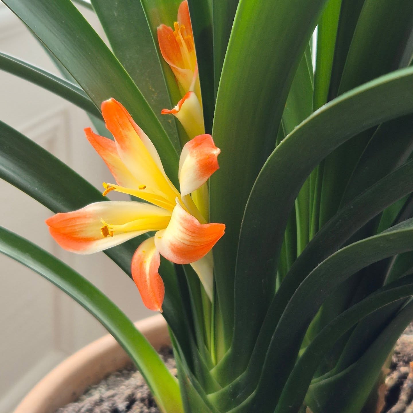 My friend gave me this plant before she died. Ive tried to look after it, like she nurtured me. Just look at what's happened......
I didn't even know it could blossom!
#plantsihavenotkilled
#loveyourfriends
#bekindtoyourself
#gratitude