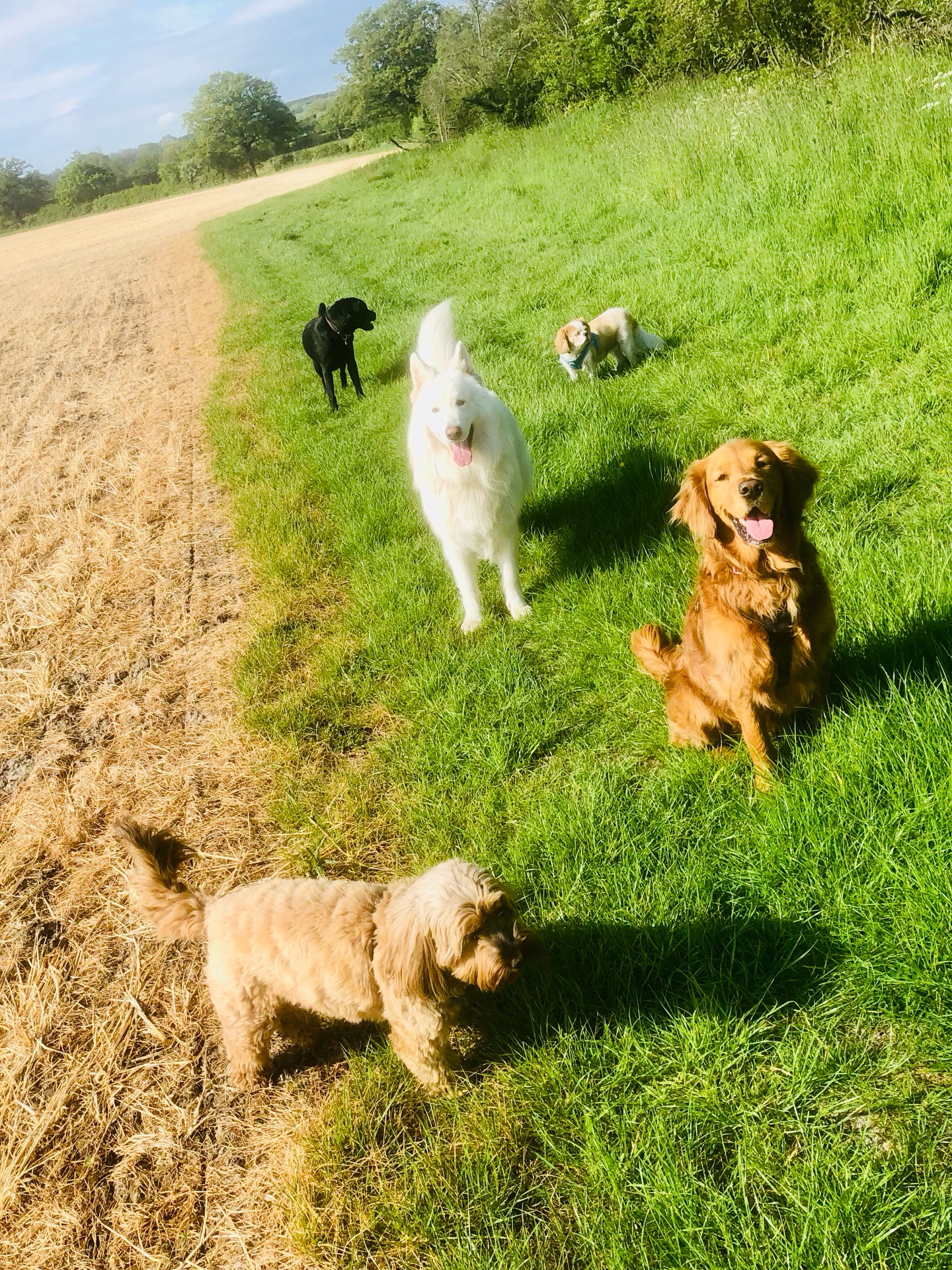 😁❤️🐾
If your dog would like to have a walk with us then contact us at www.ardendogwalking.co.uk and check out our half-day experience.
#ullenhall #tanworthinarden #hockleyheath #henleyinarden #dog